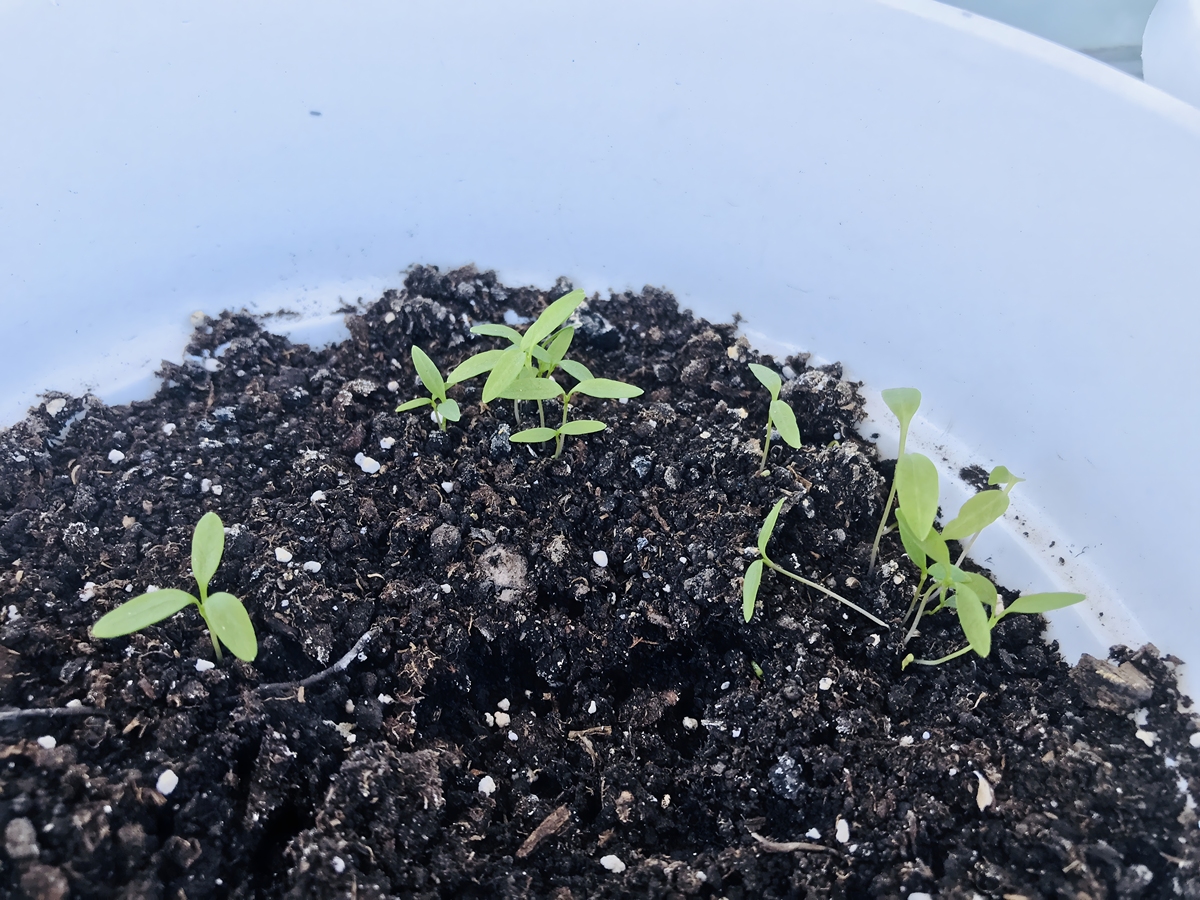 直立茎干植物幼苗：常见品种及特点