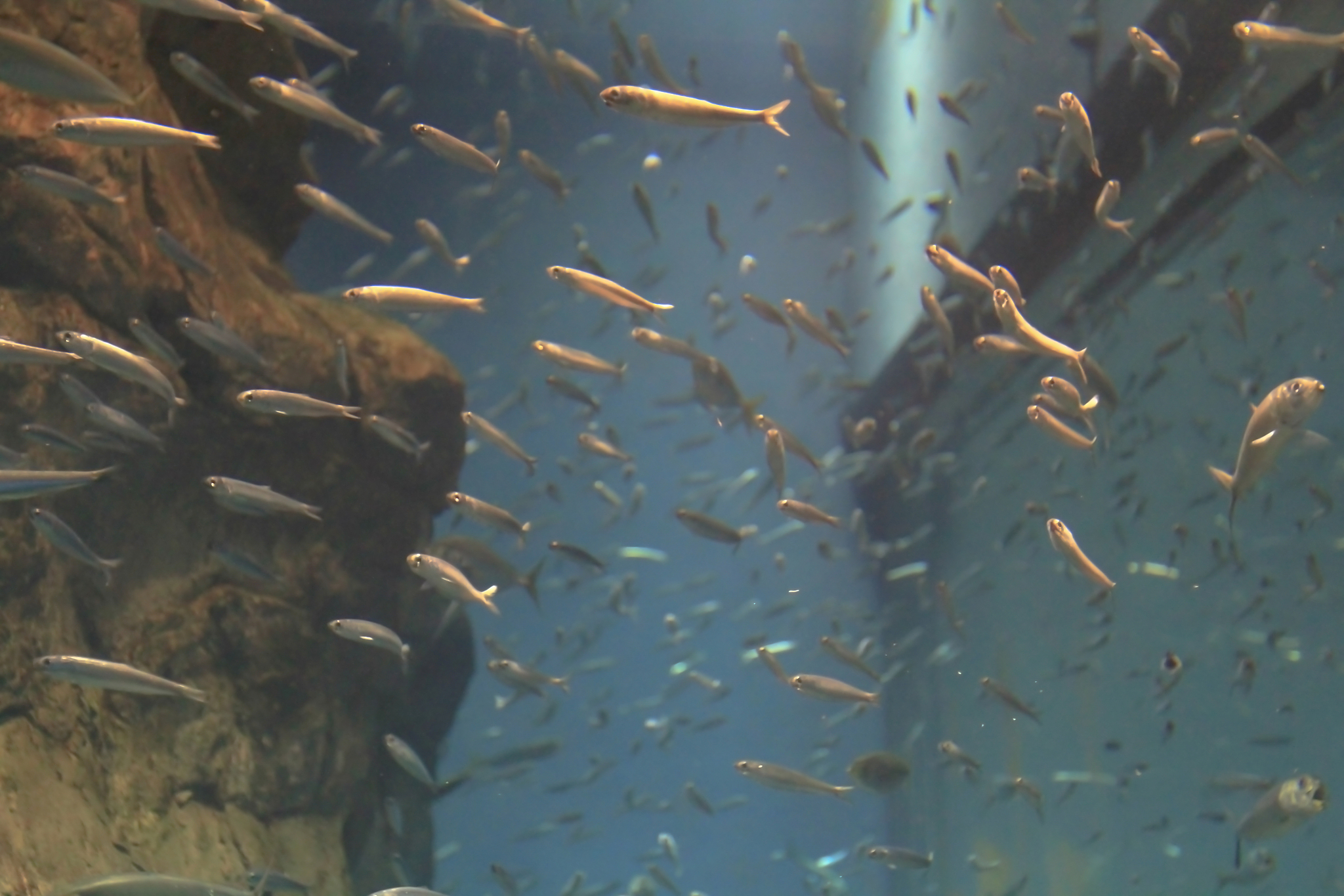 水族科学与技术专业学什么 主要课程有哪些