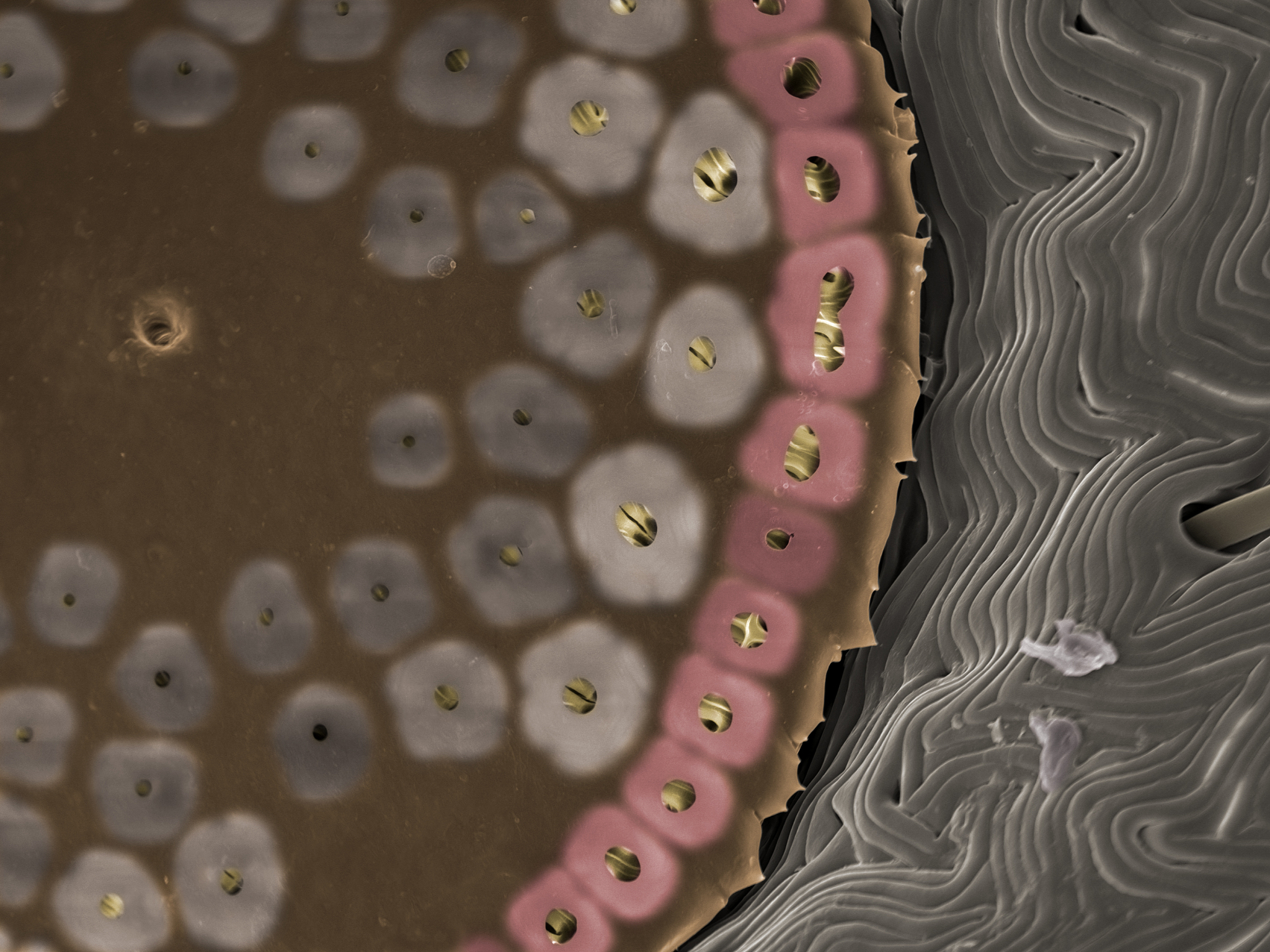 Feline panleukopenia virus的结构蛋白和非结构蛋白分别是什么？他们分别由哪个ORF编码？请提供出处。