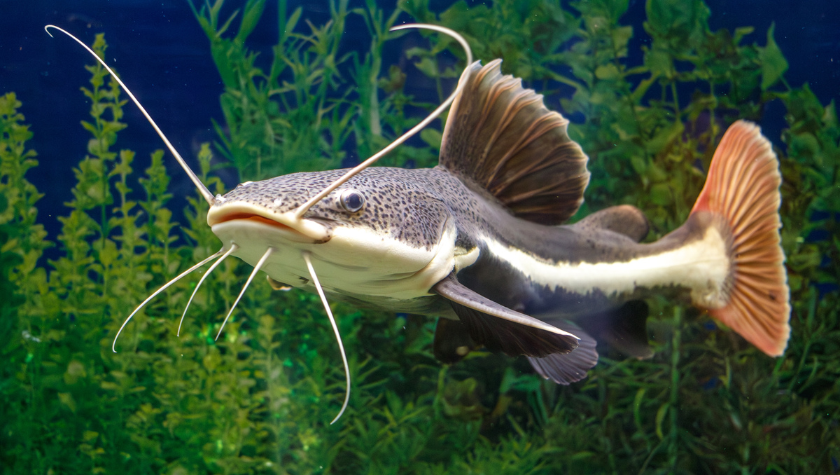 如何判断鱼的年龄？科学家揭秘鱼类年龄鉴定方法