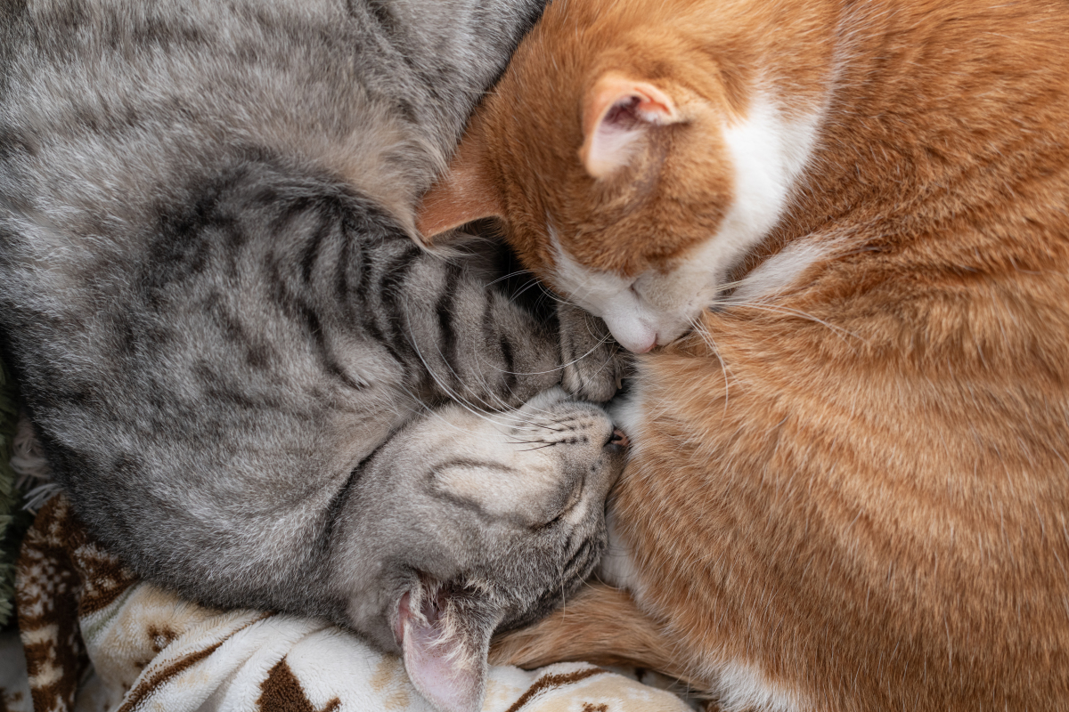 扮演一名猫咪主人的口吻写篇字数不少于800字伴我同行：多猫家庭的快乐与挑战!的文章要有和读者互动语句重新编写个标题