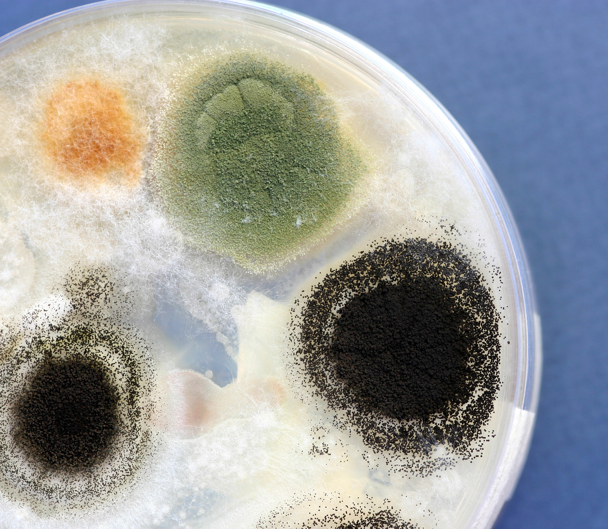 真菌和细菌的直接共培养方式请帮我举几个详细的例子精确到真菌细菌名称的