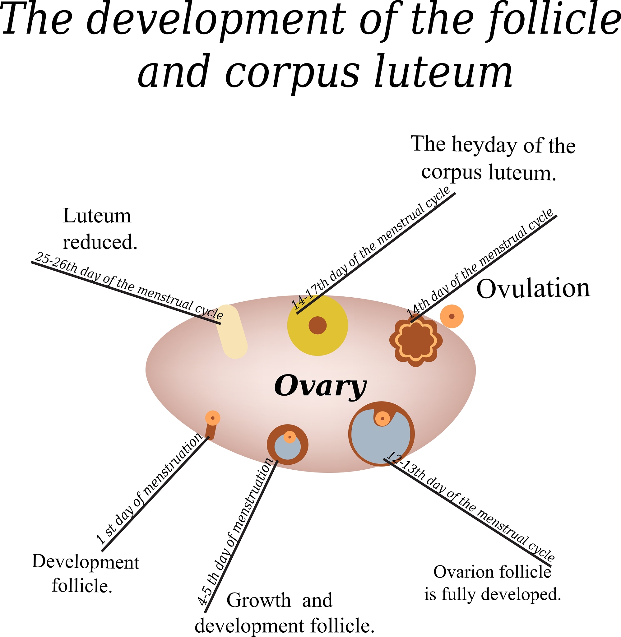 38	An	infant	will	turn	his	mouth	toward	anything	that	touches	his	cheek	and	search	for	something	to	suck	on	due	to	the	_____	reflexa grasping								 b sucking							 c rooting							 d Babinski