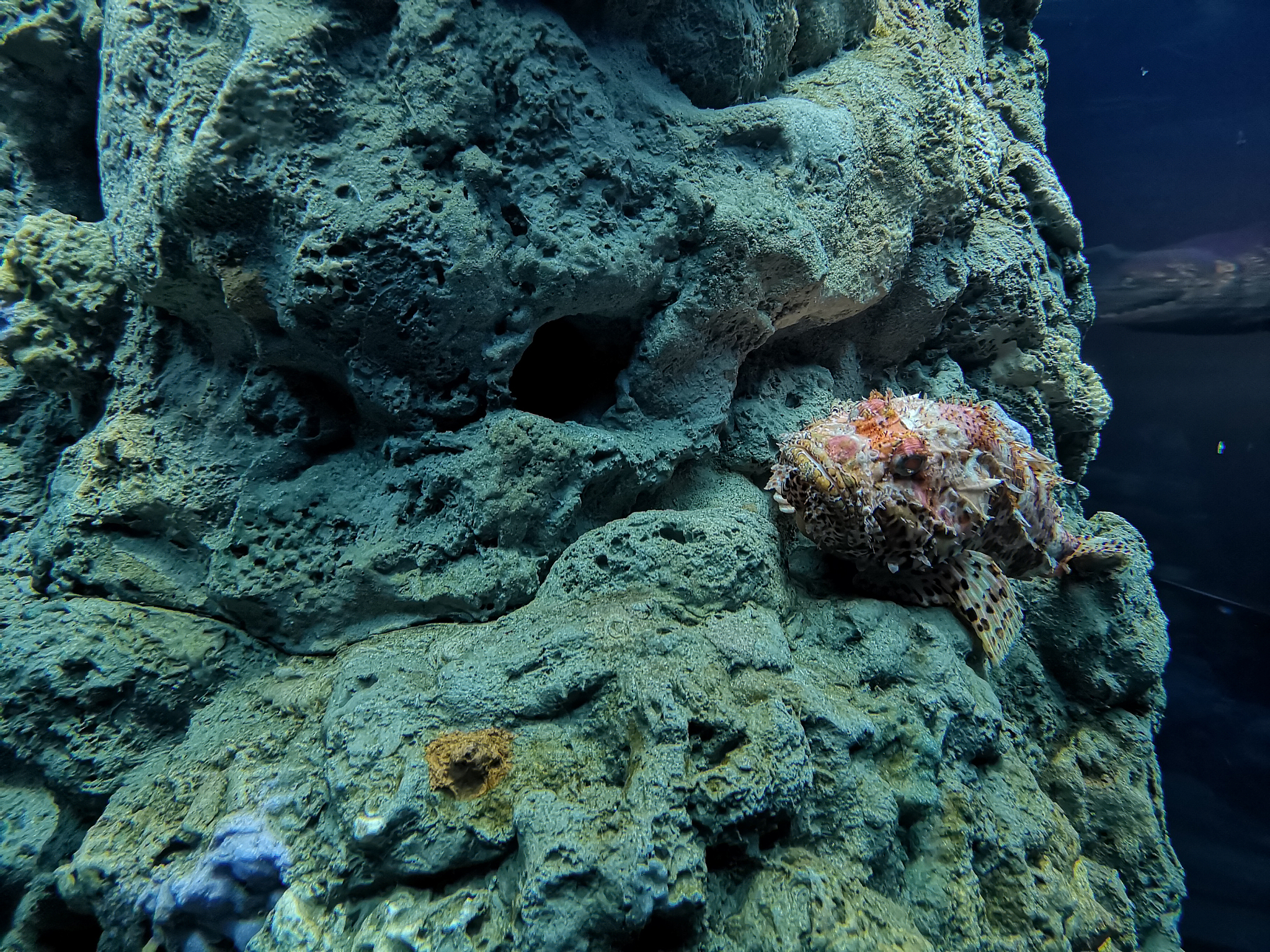 黑石礁岩相潮间带大型底栖生物、海藻和动物种类数季节变化规律