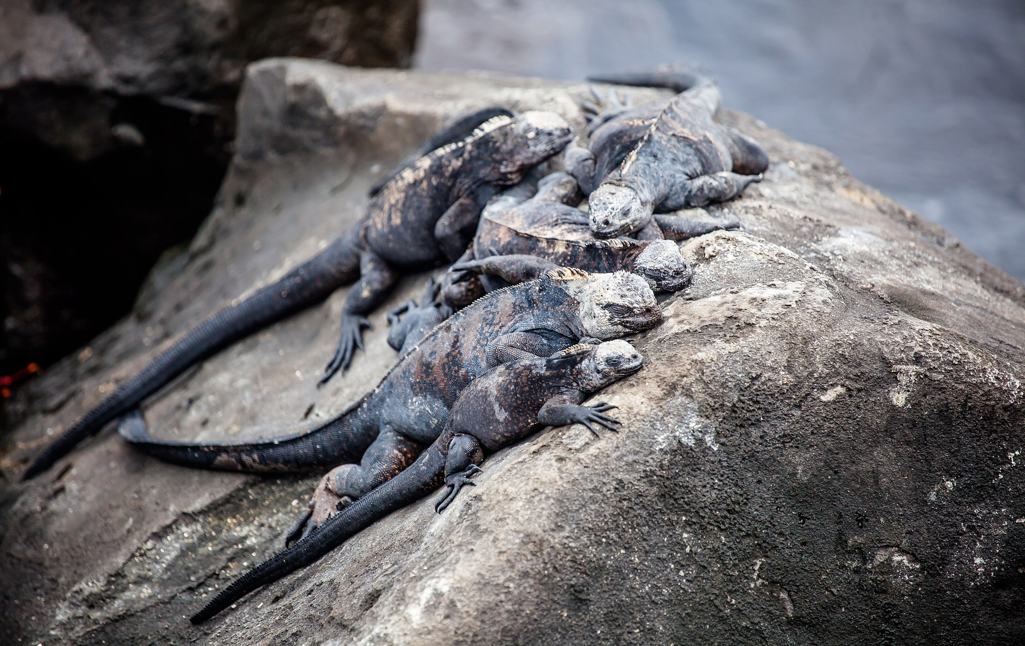 galápagos marine iguanas (amblyrhynchus cristatus)