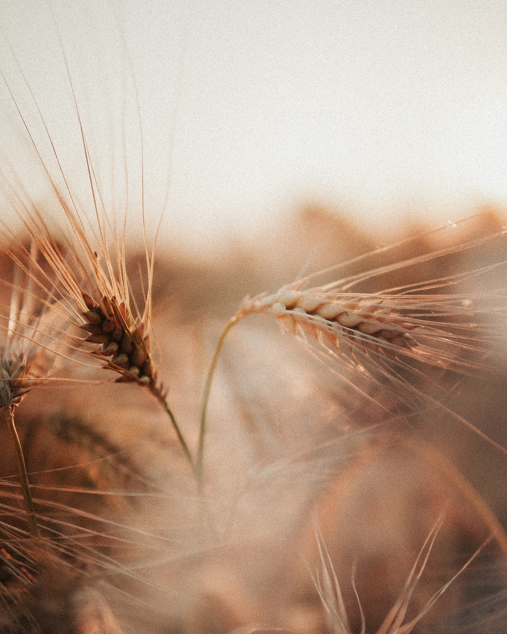 Corn Yield Improvement: The Crucial Role of Density
