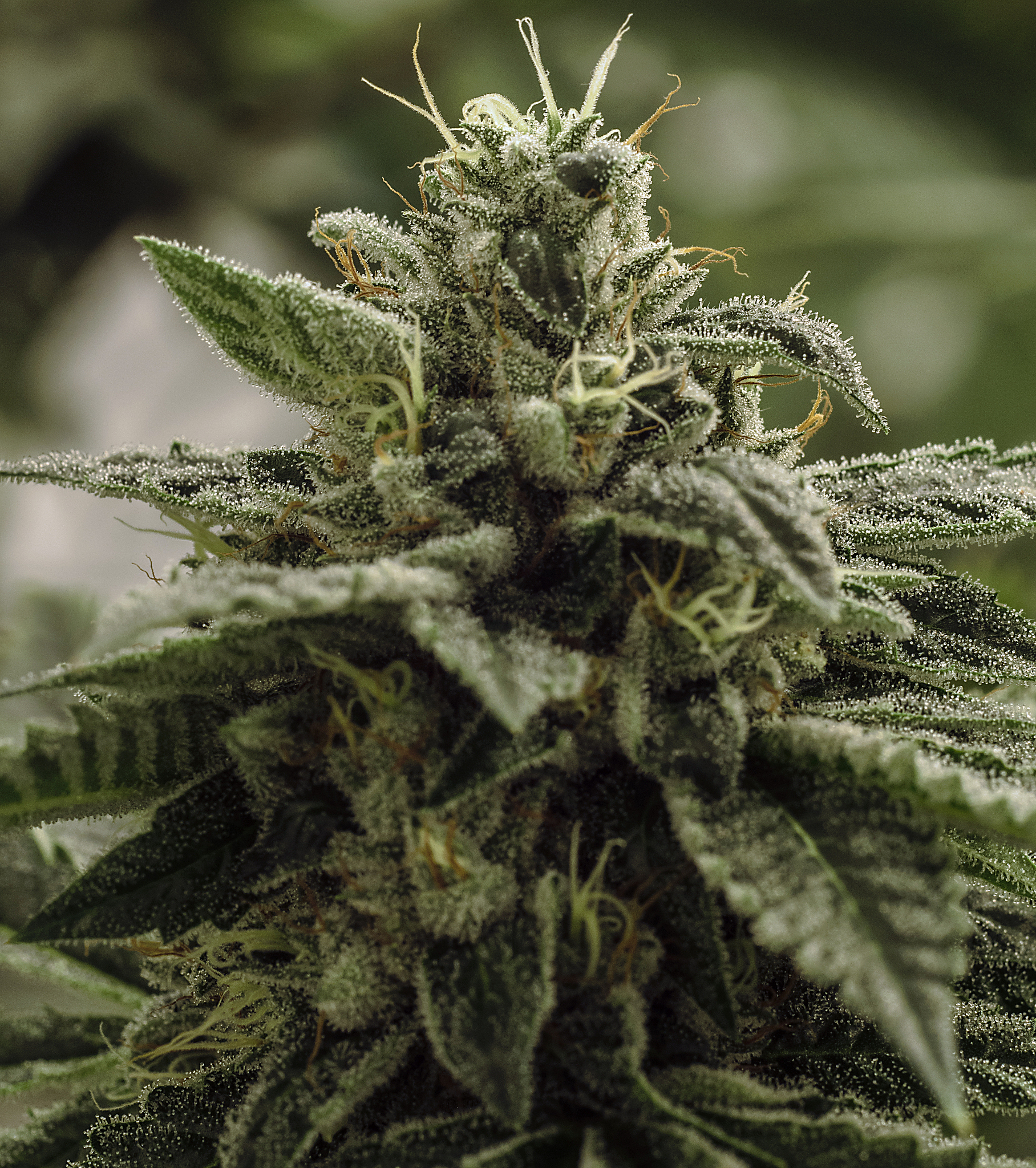live cannabis macro bud shot