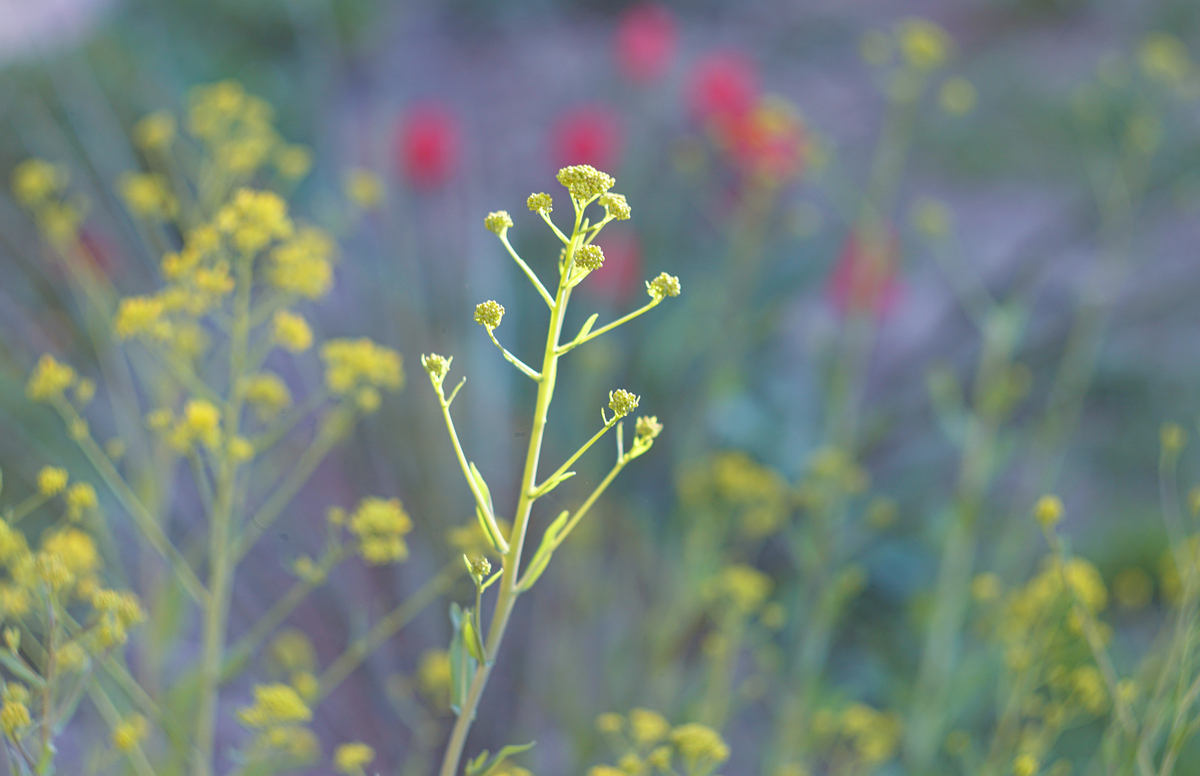 春天的故事不少于200字
