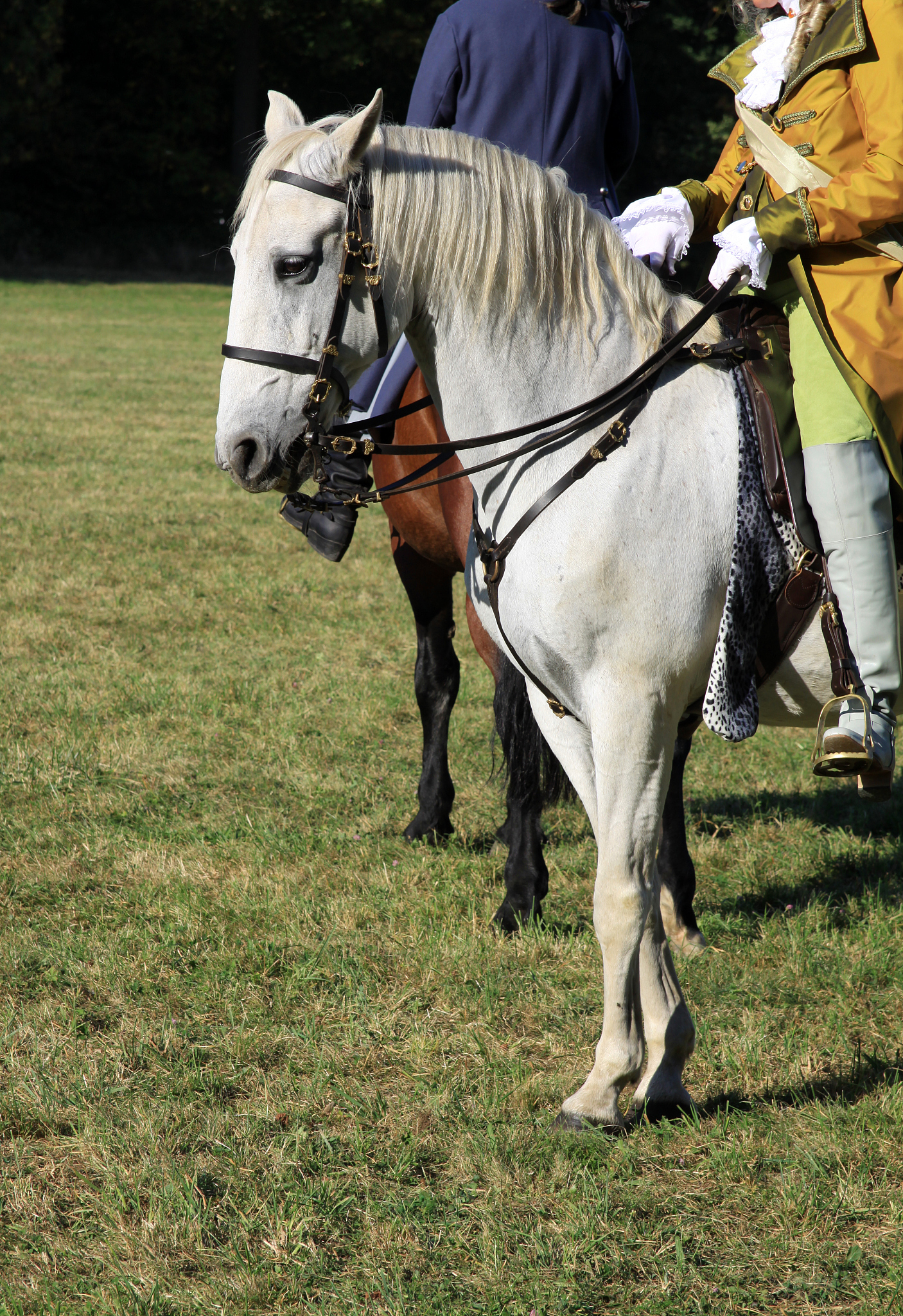 horse