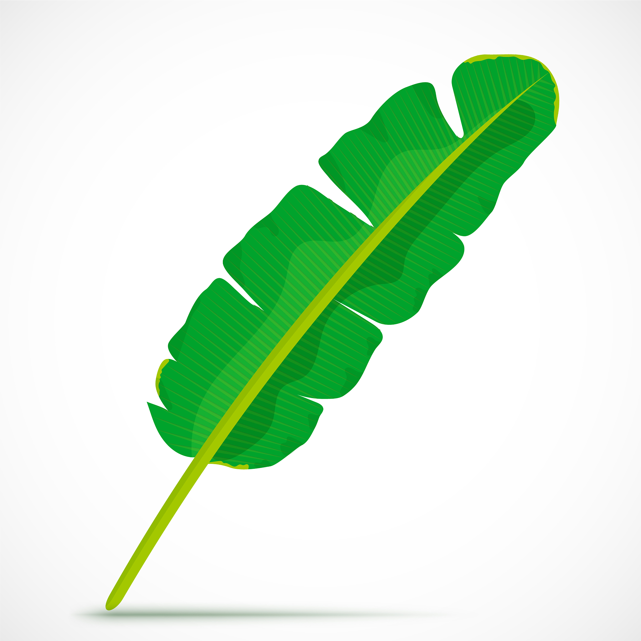 Banana 可数还是不可数？详细解析及用法