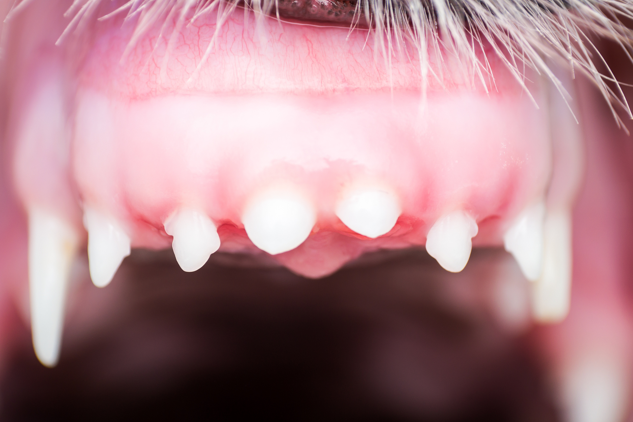 puppy teeth changing. the first permanent incisors erupted in th