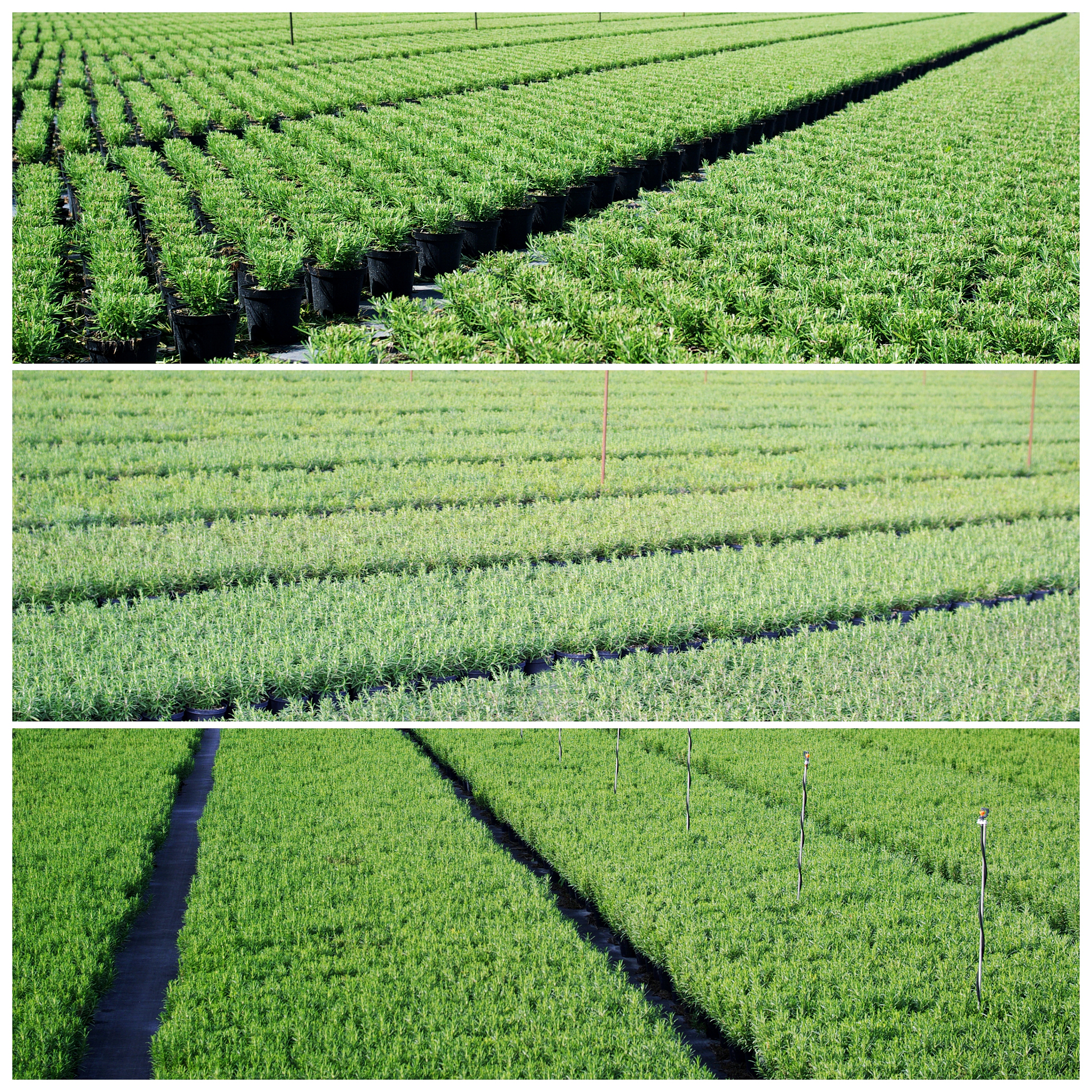 抚顺职业技术学院园艺技术专业好就业吗