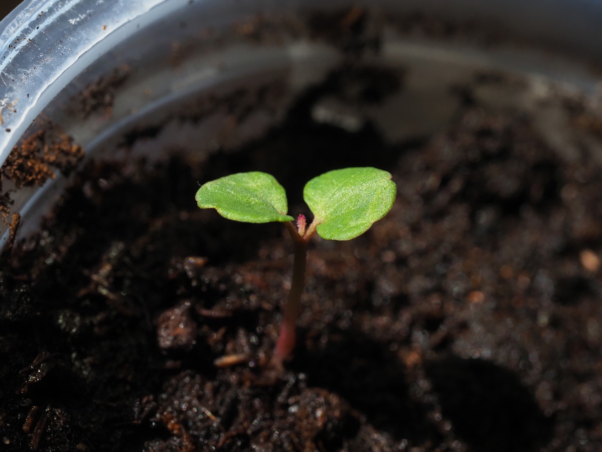 树苗是种子吗？树苗与种子的区别