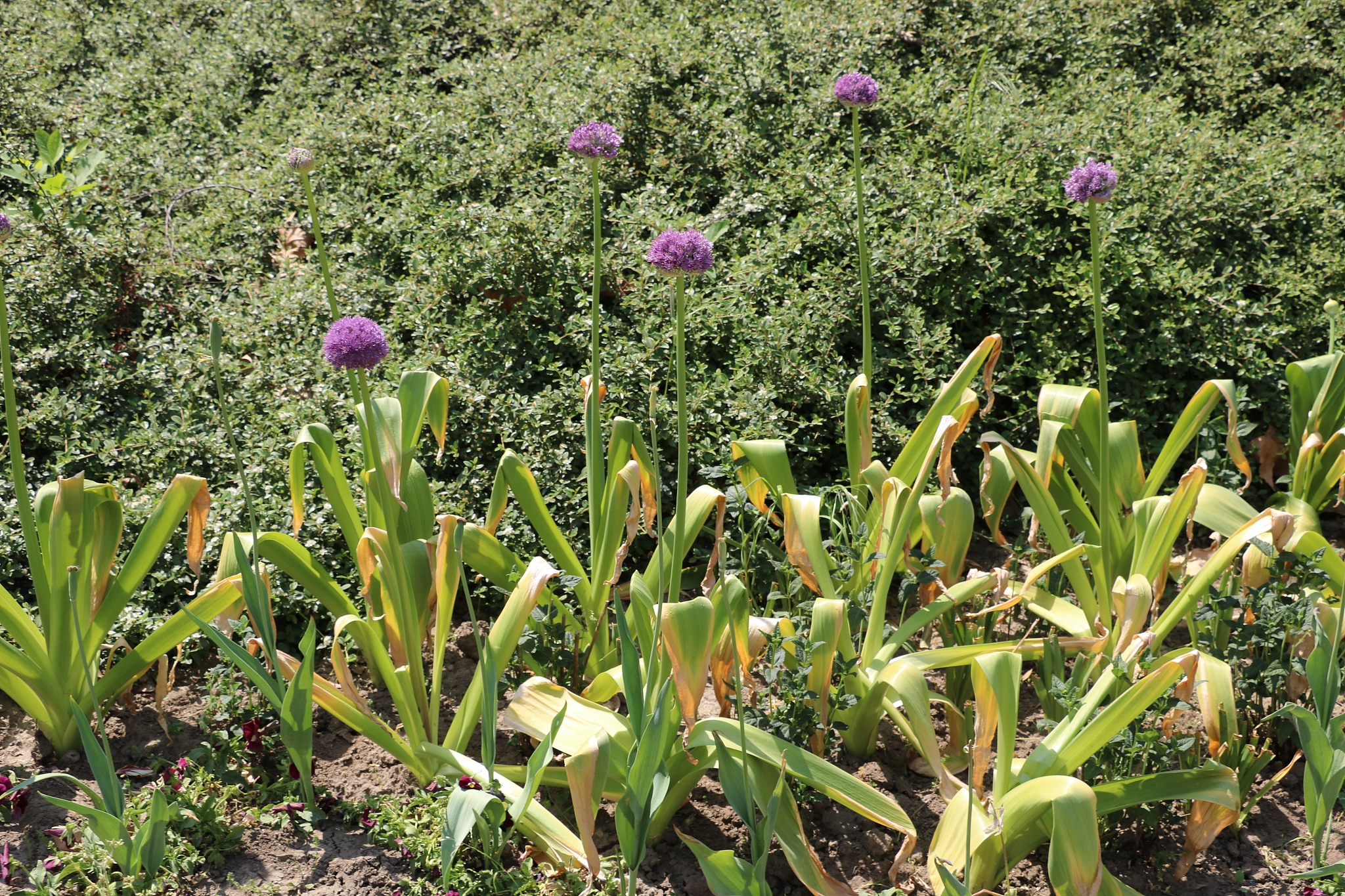 plant