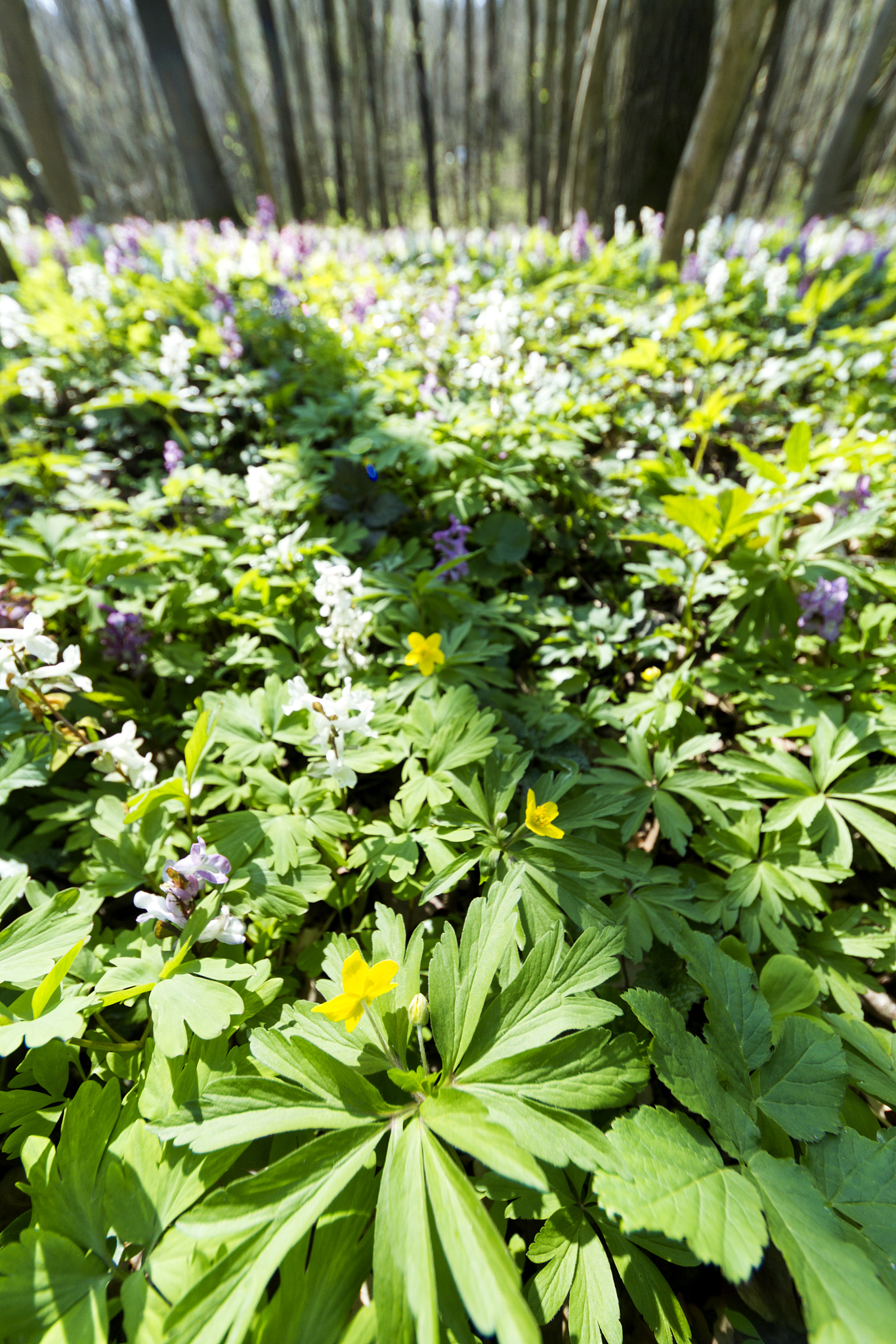 spring forest
