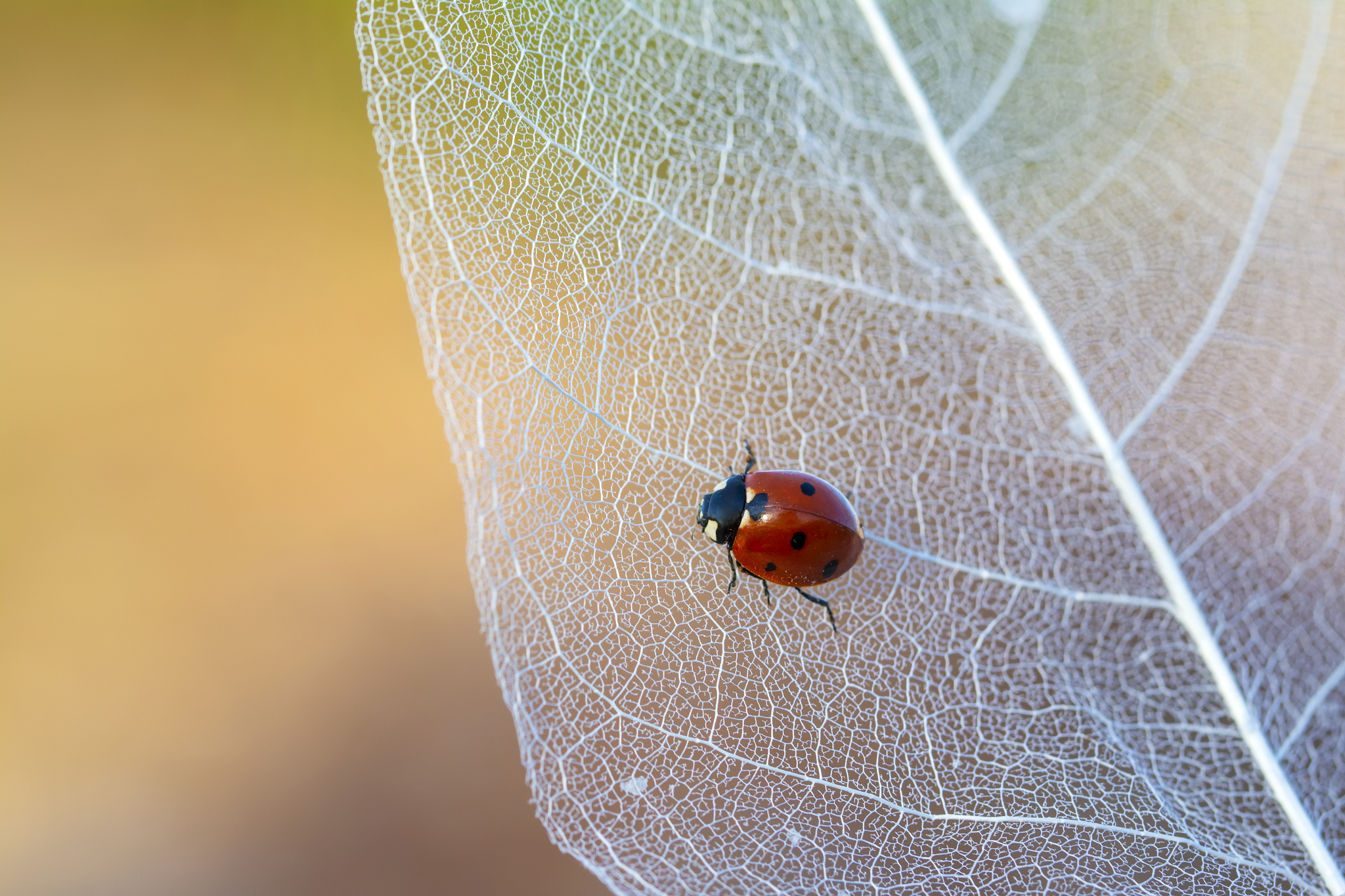 beautiful ladybug on leaf defocused background
