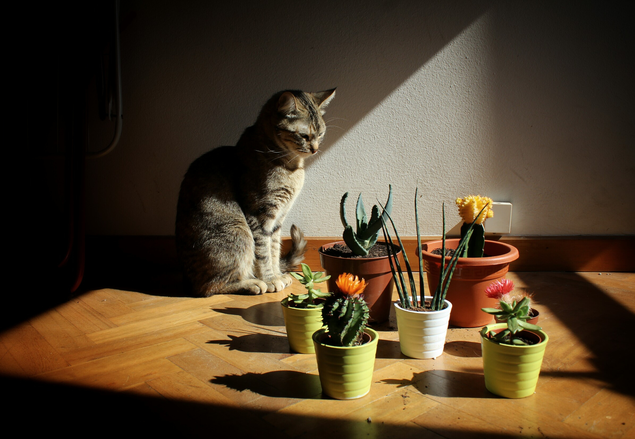 撸猫创业前景分析：市场规模、消费升级和技术创新