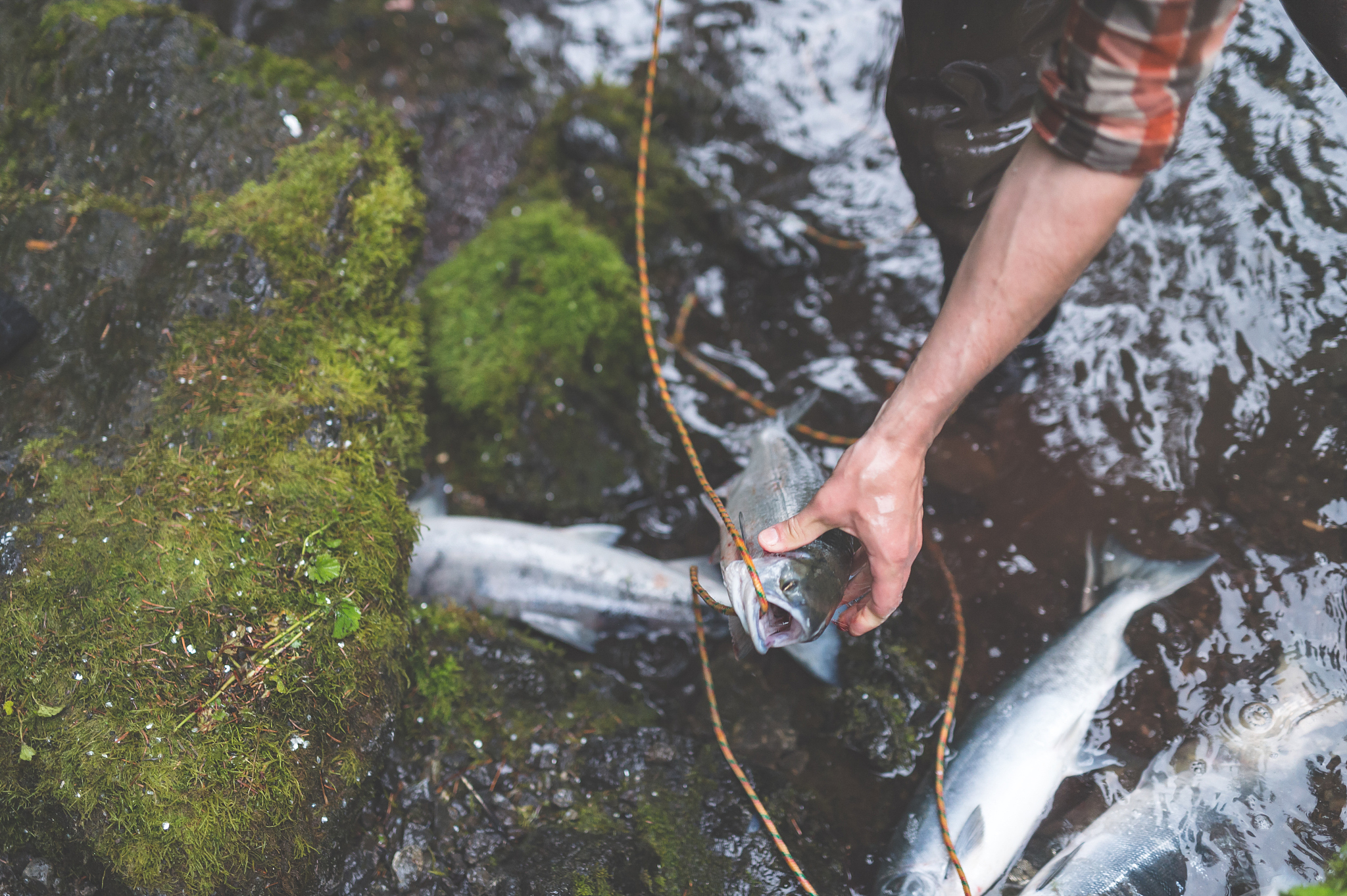 关于三文鱼主题的比较好的中文论文题目