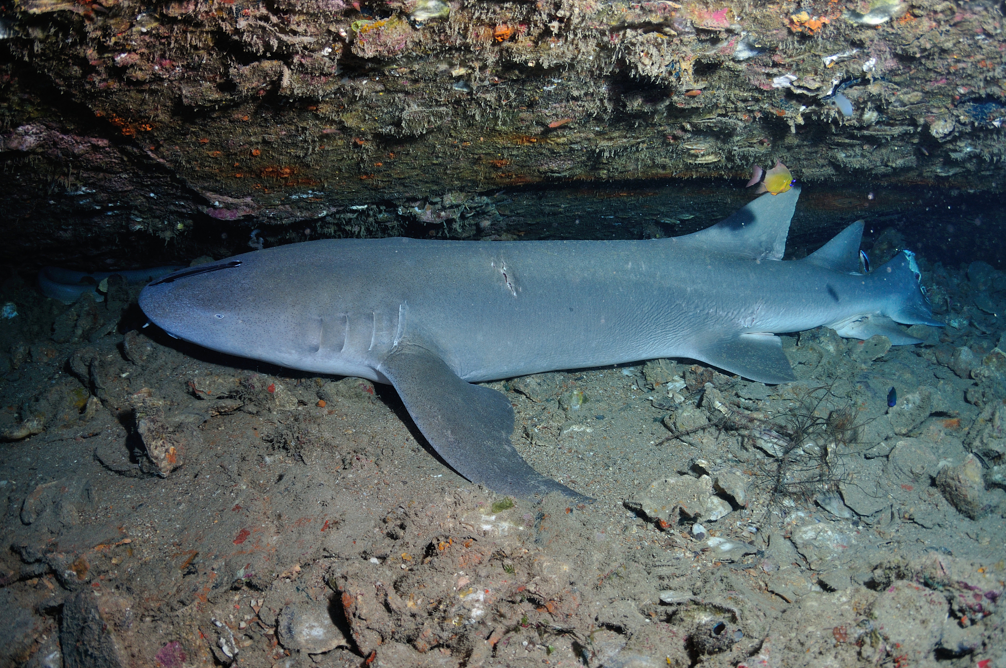 tawny nurse shark, great barrier reef, townsville, australia