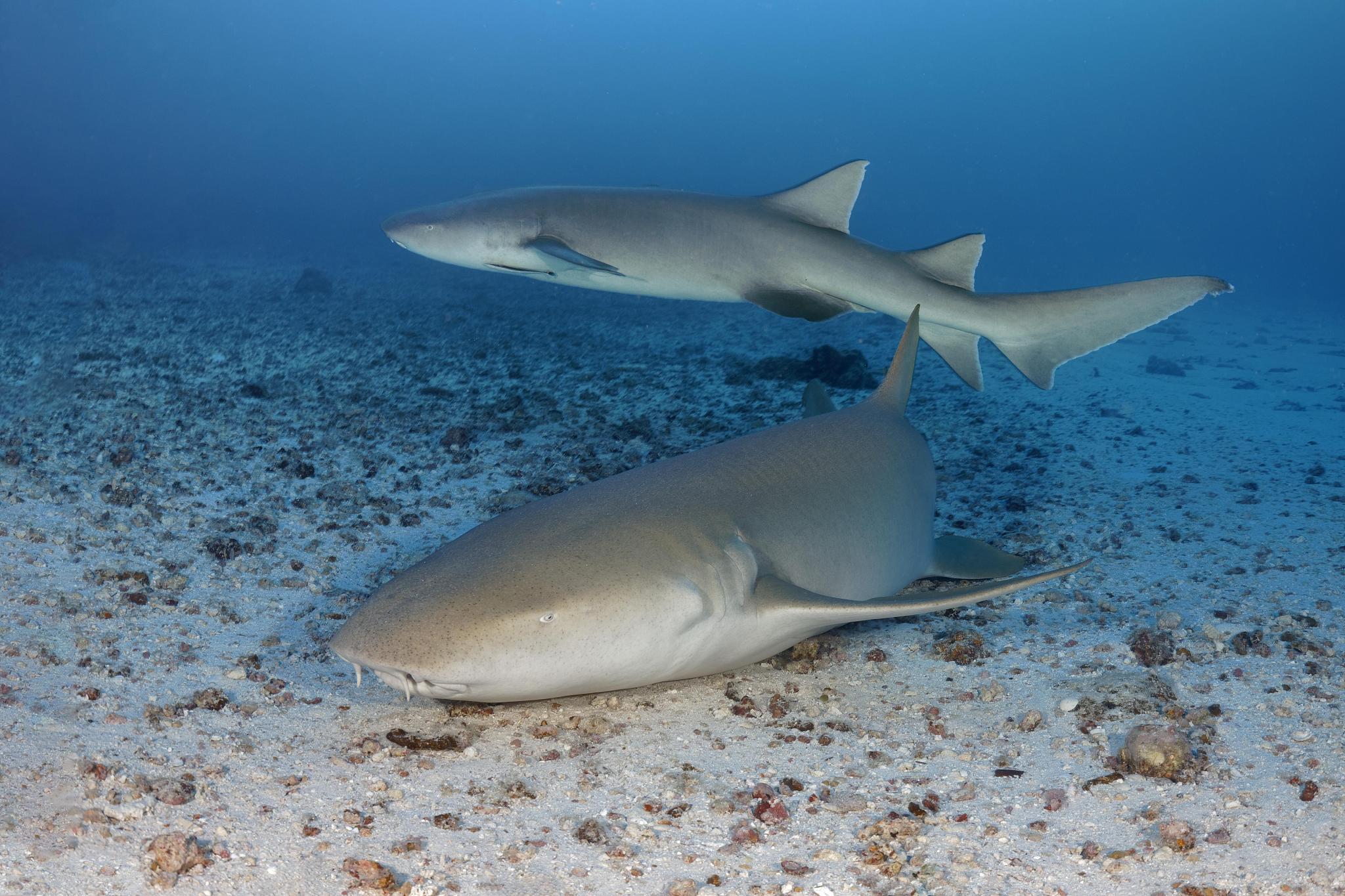 two tawny nurse shark (nebrius ferrugineus), great barrier reef,