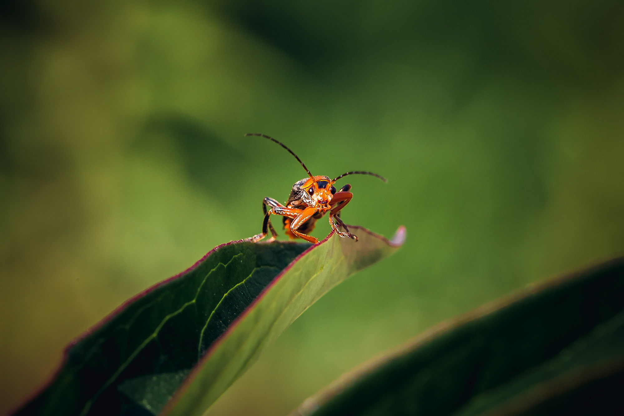 cantharis rustica