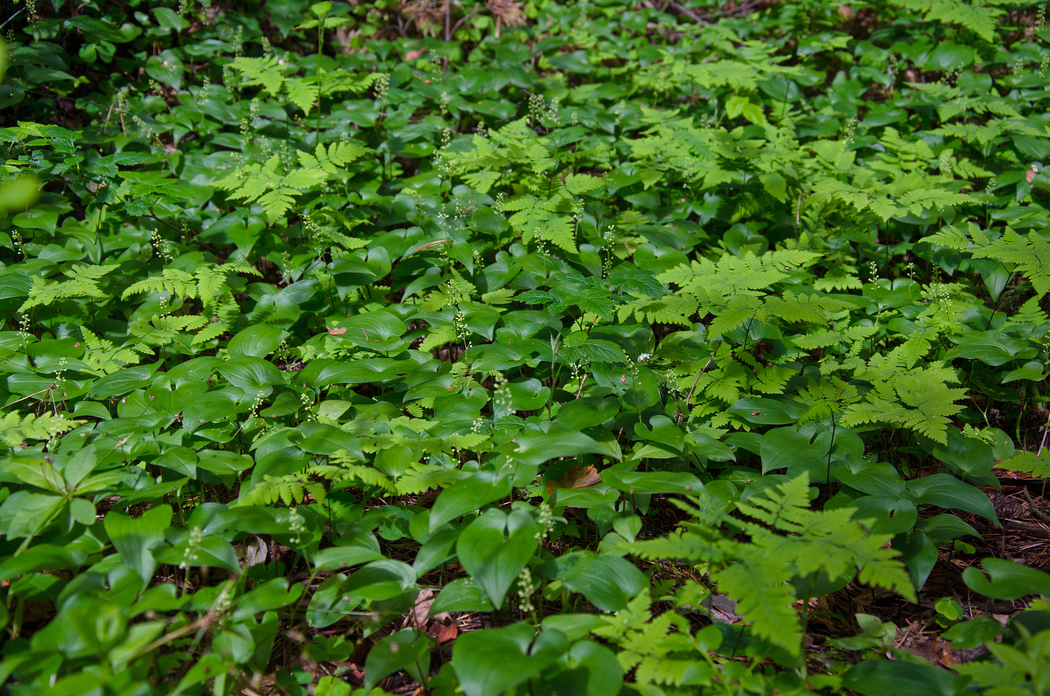 forest litter