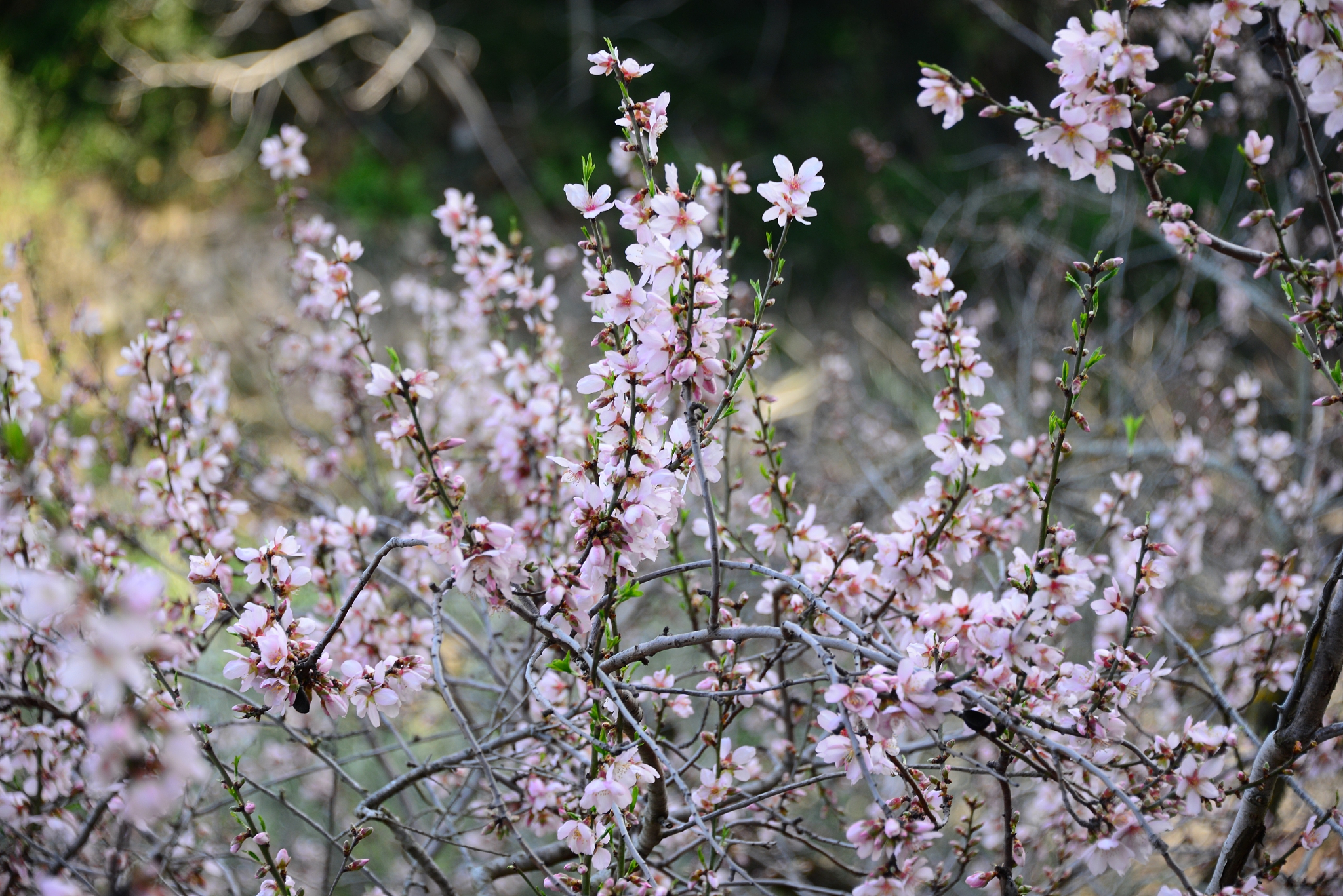 mandelblüte in spanien