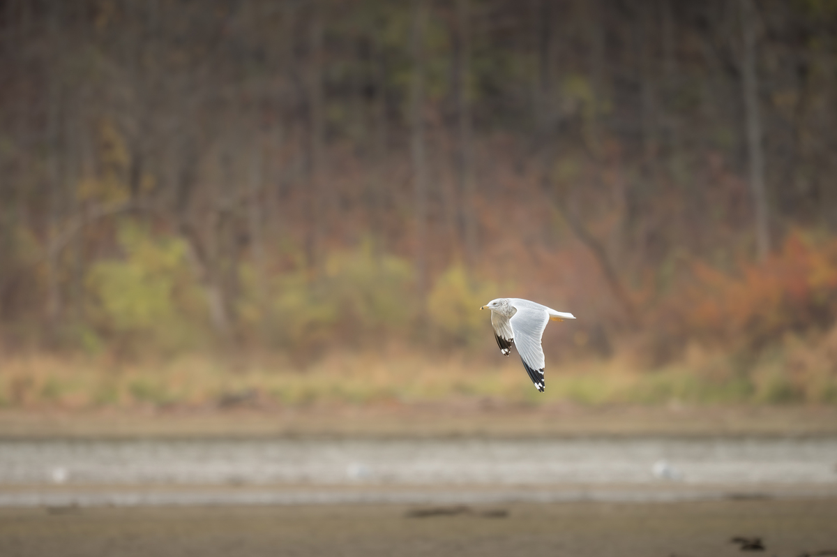 观鸟爱好者注意安全：相机使用安全须知