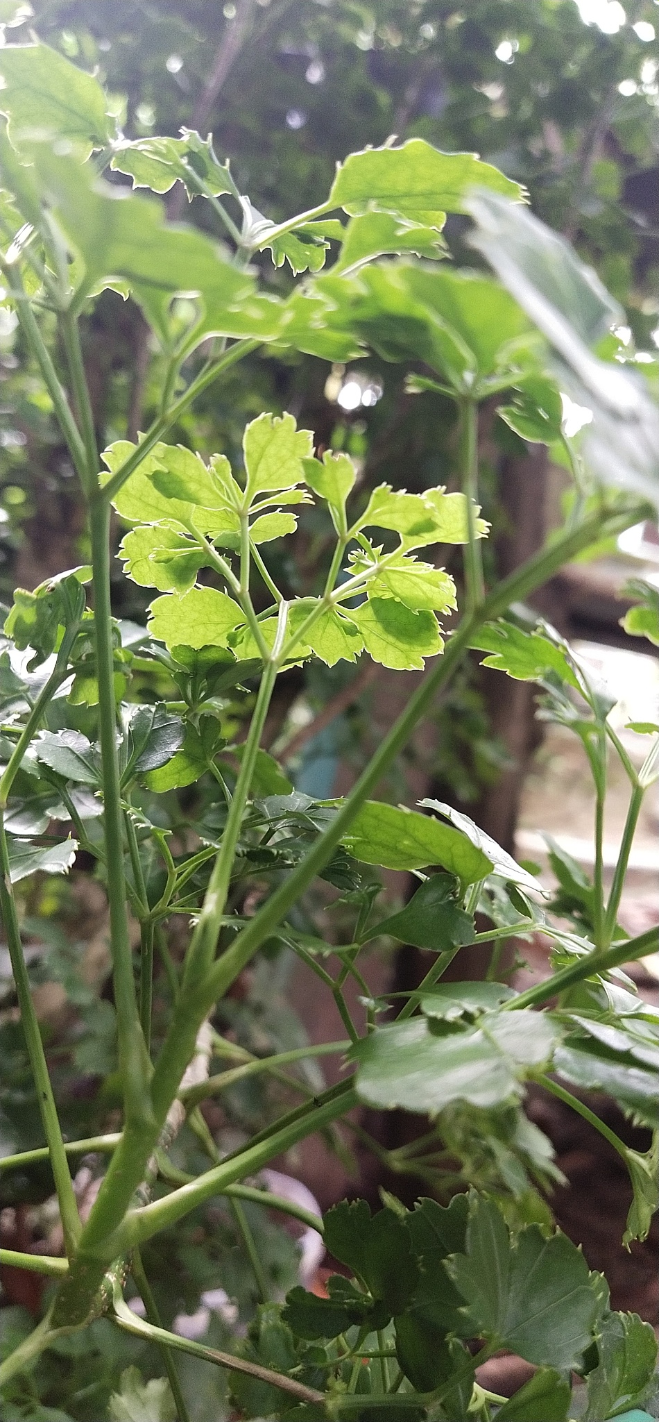 plant