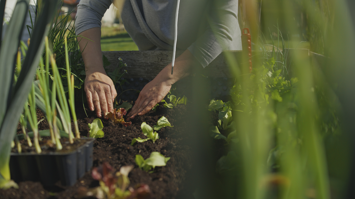 在美国，社区花园是基于传统园艺原则。“传统园艺原则”是什么？