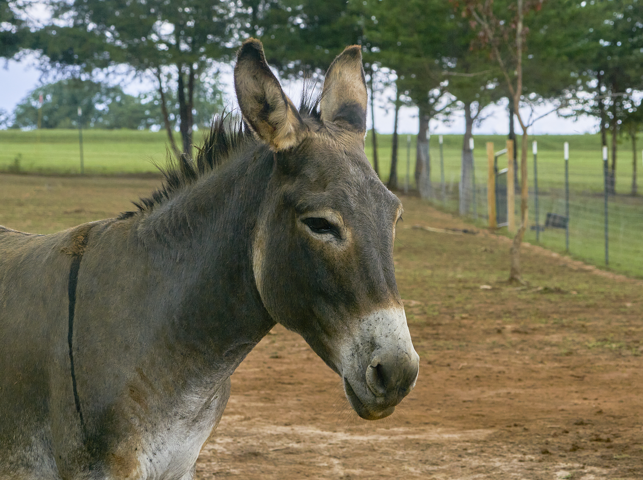 donkeys grazing in an agricultural field on a farm in the usa
