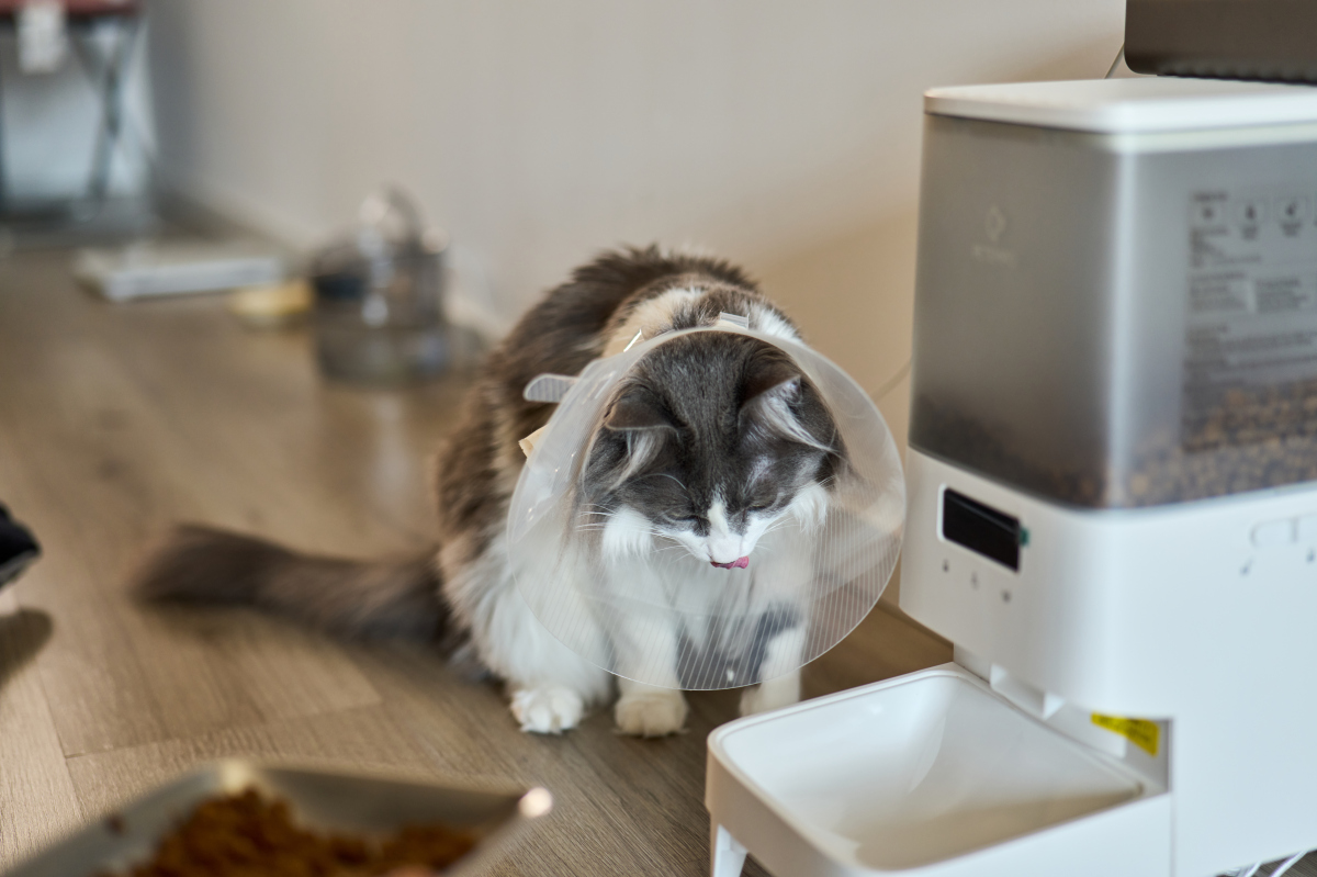 智能宠物喂食器：解放双手，科学喂养宠物