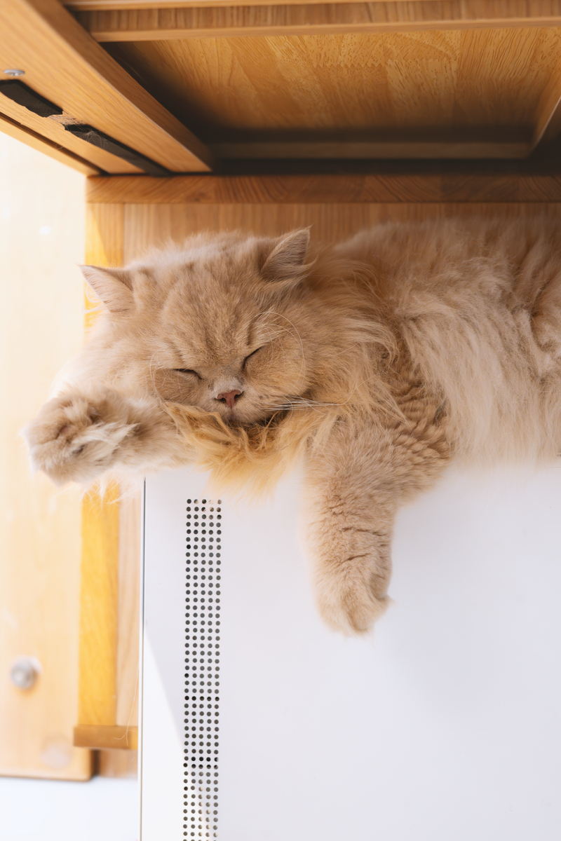 猫咪叫你起床的真正原因，你知道吗？