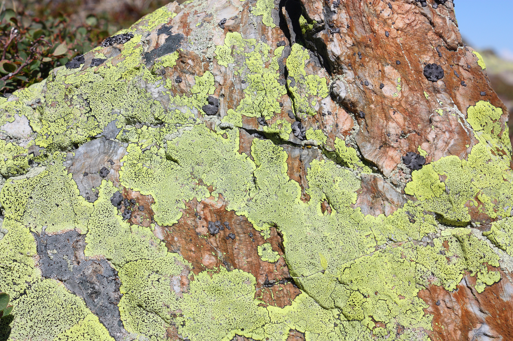 FUNGAL DIVERSITY期刊详细简介