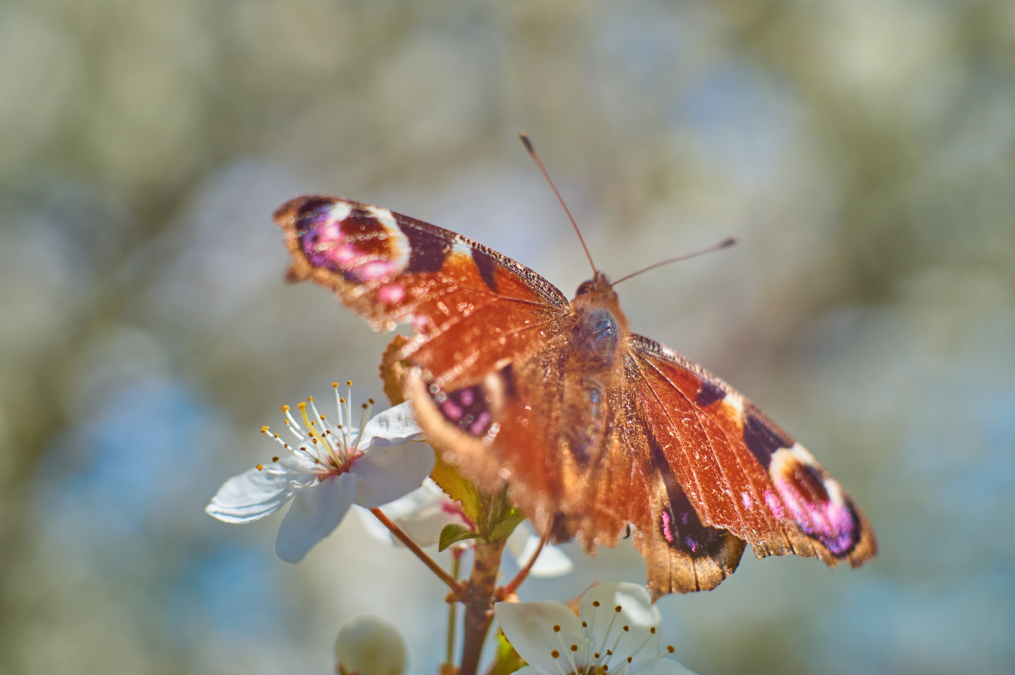 butterfly on white cherry blossoms