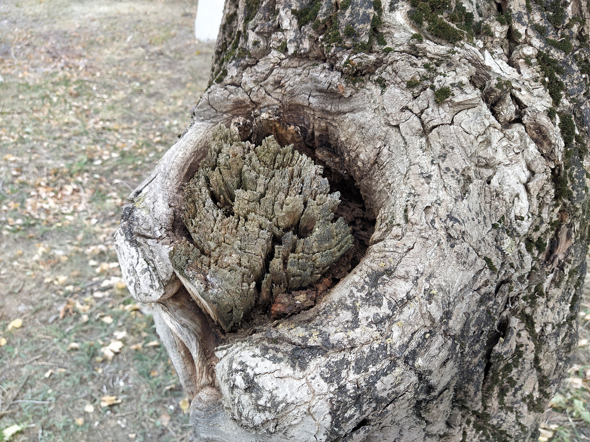 hollow in an old tree