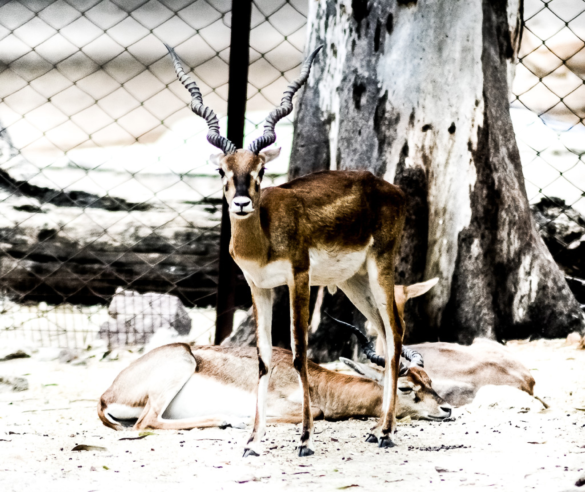 鹿的角被树枝挂住了改为拟人句