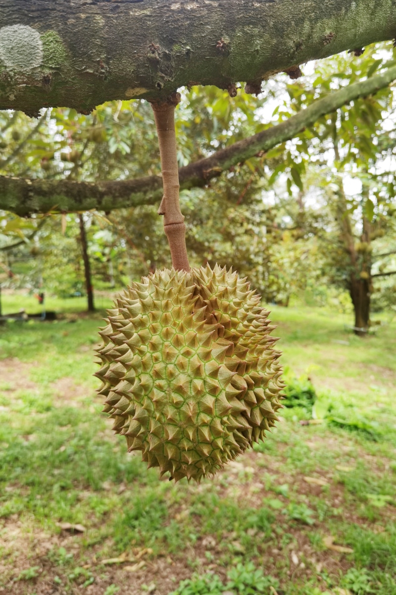 榴莲探店 说一下这个项目