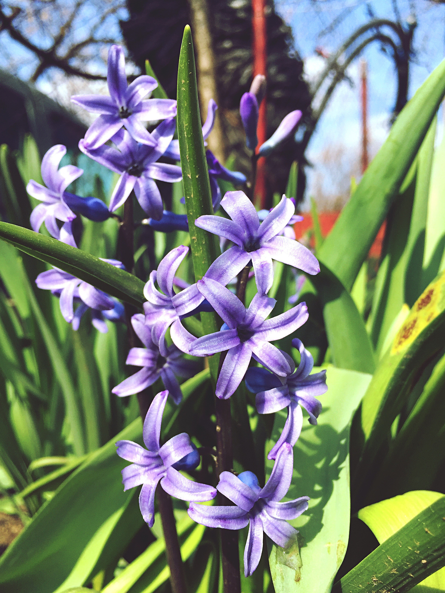 close-up of purple flowers