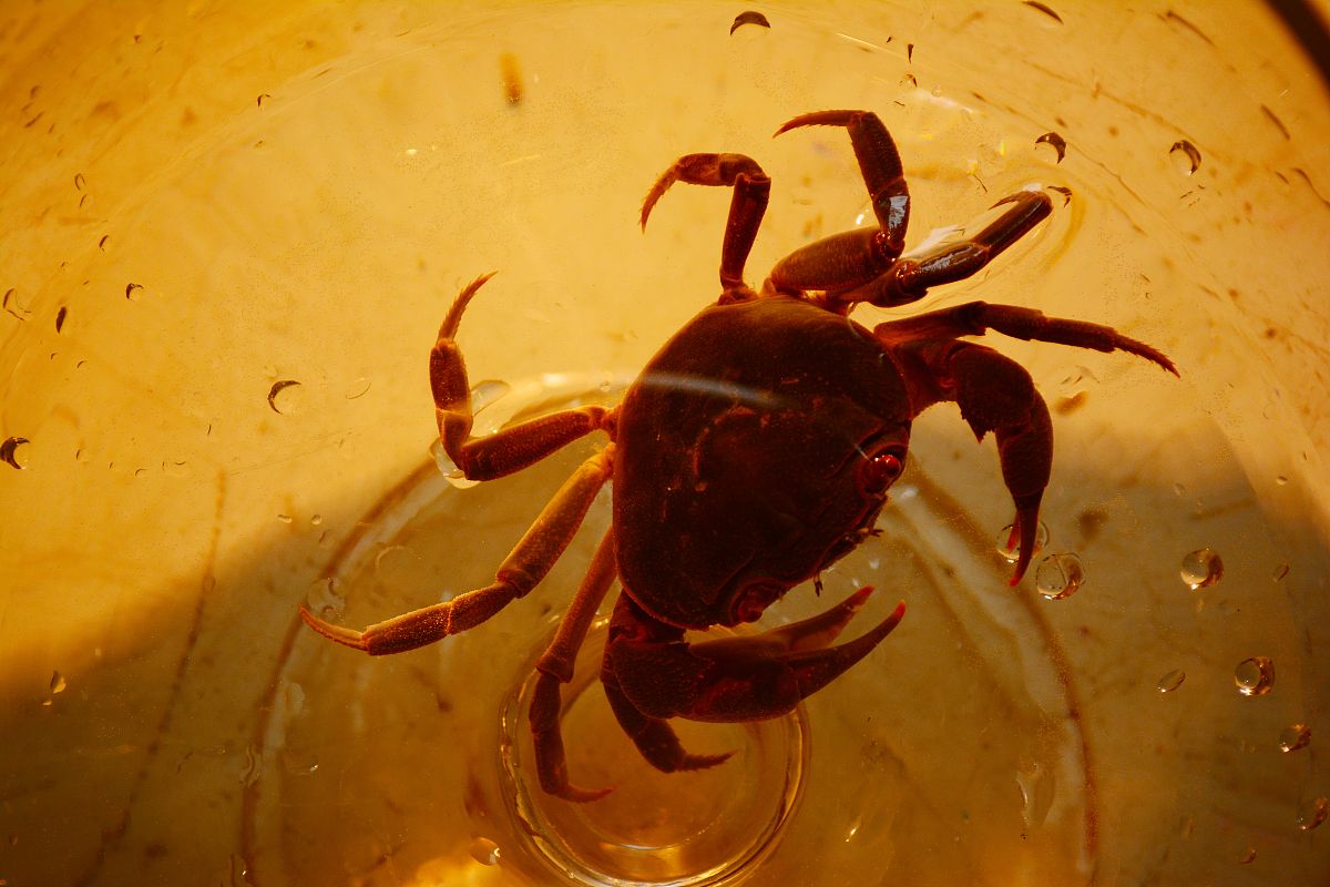 螃蟹的复仇：重生，逃离，复仇，自由！