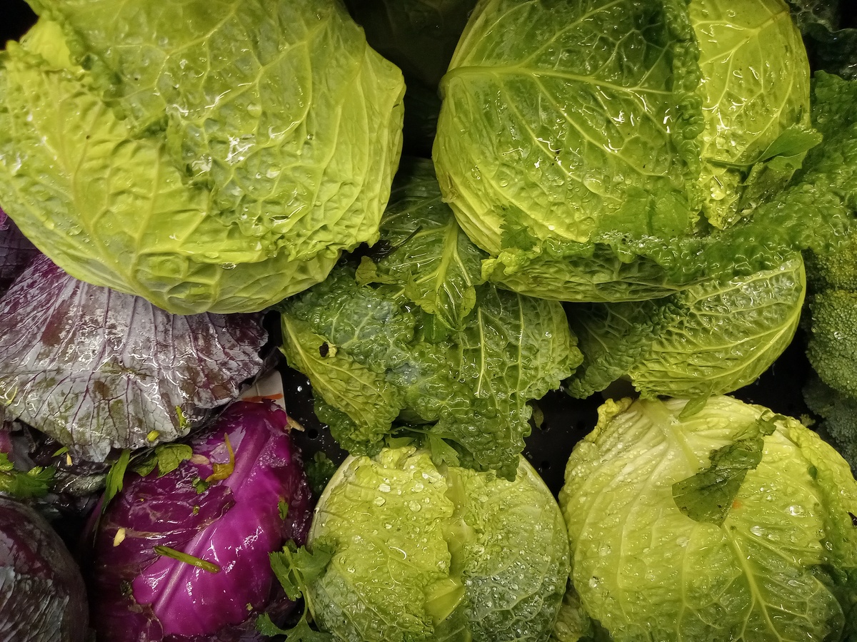 结球甘蓝如何在广西实现周年生产与供应