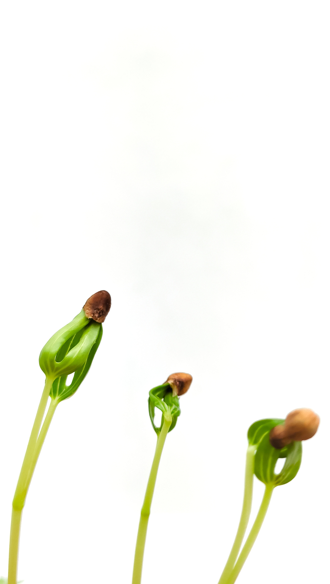 贵阳医学院神奇民族医药学院专业设置：传承民族医药文化，培养多元医学人才