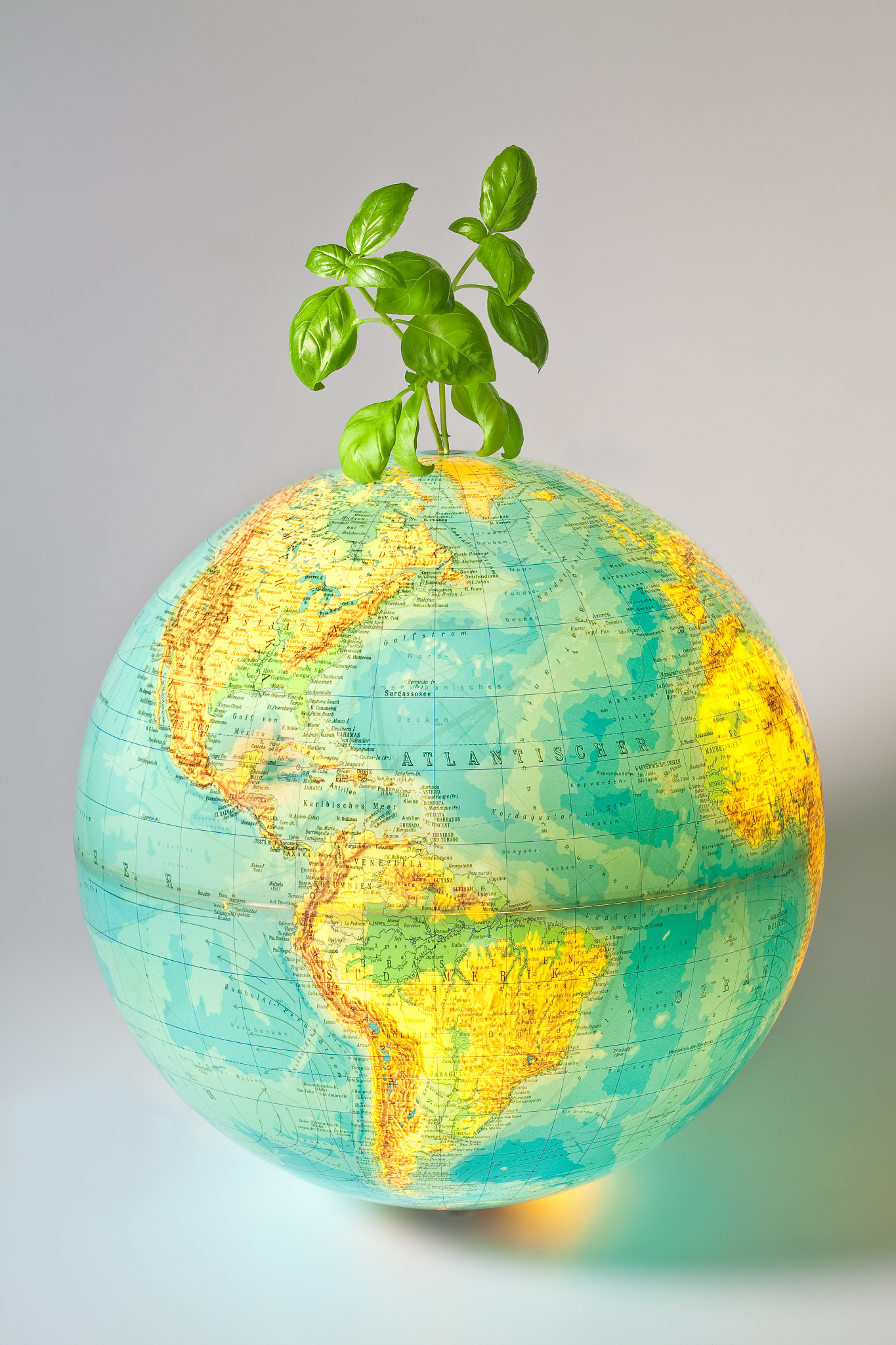 全球变暖下，植物如何优化能量分配？