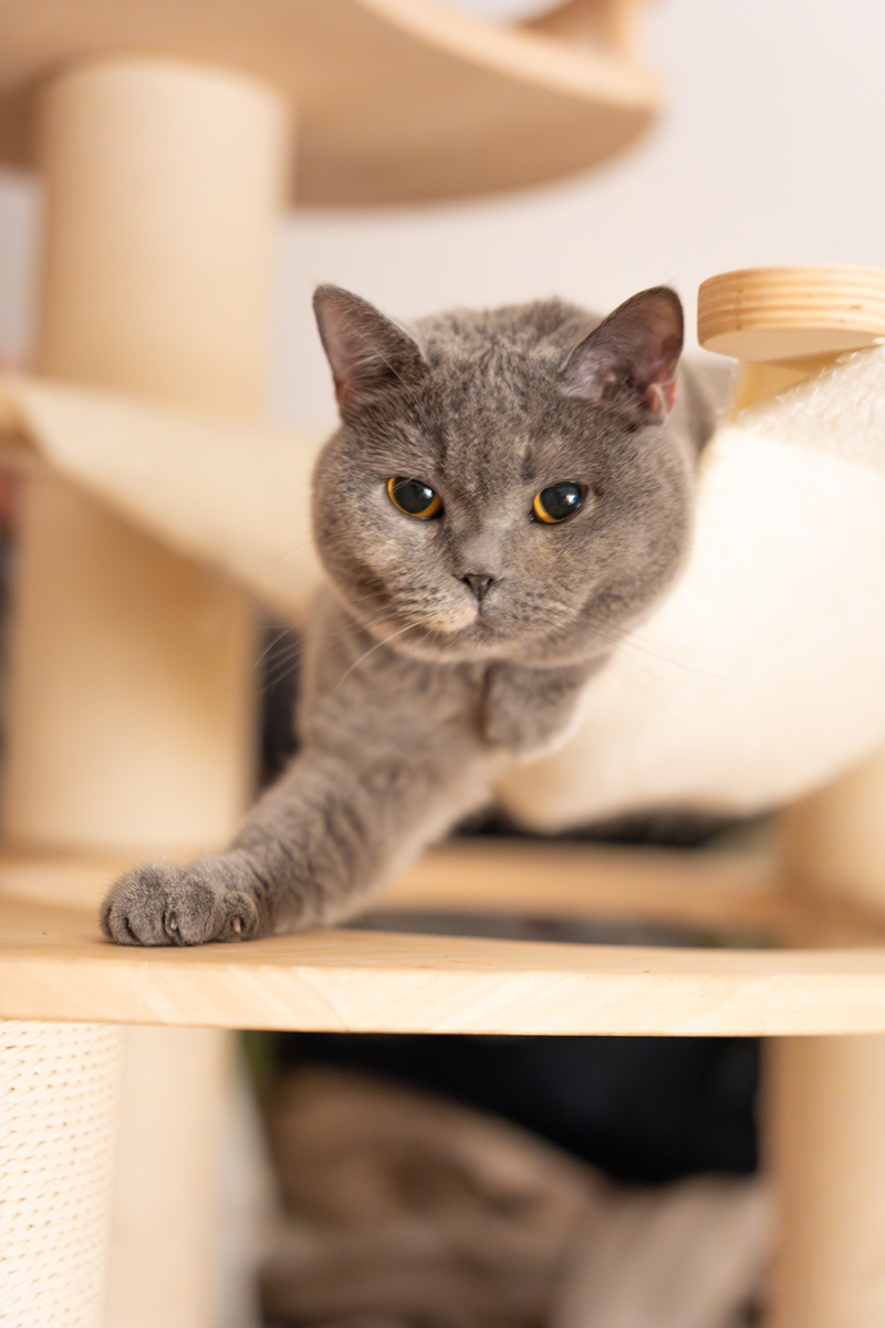 英短蓝白猫：优雅与友善的完美结合