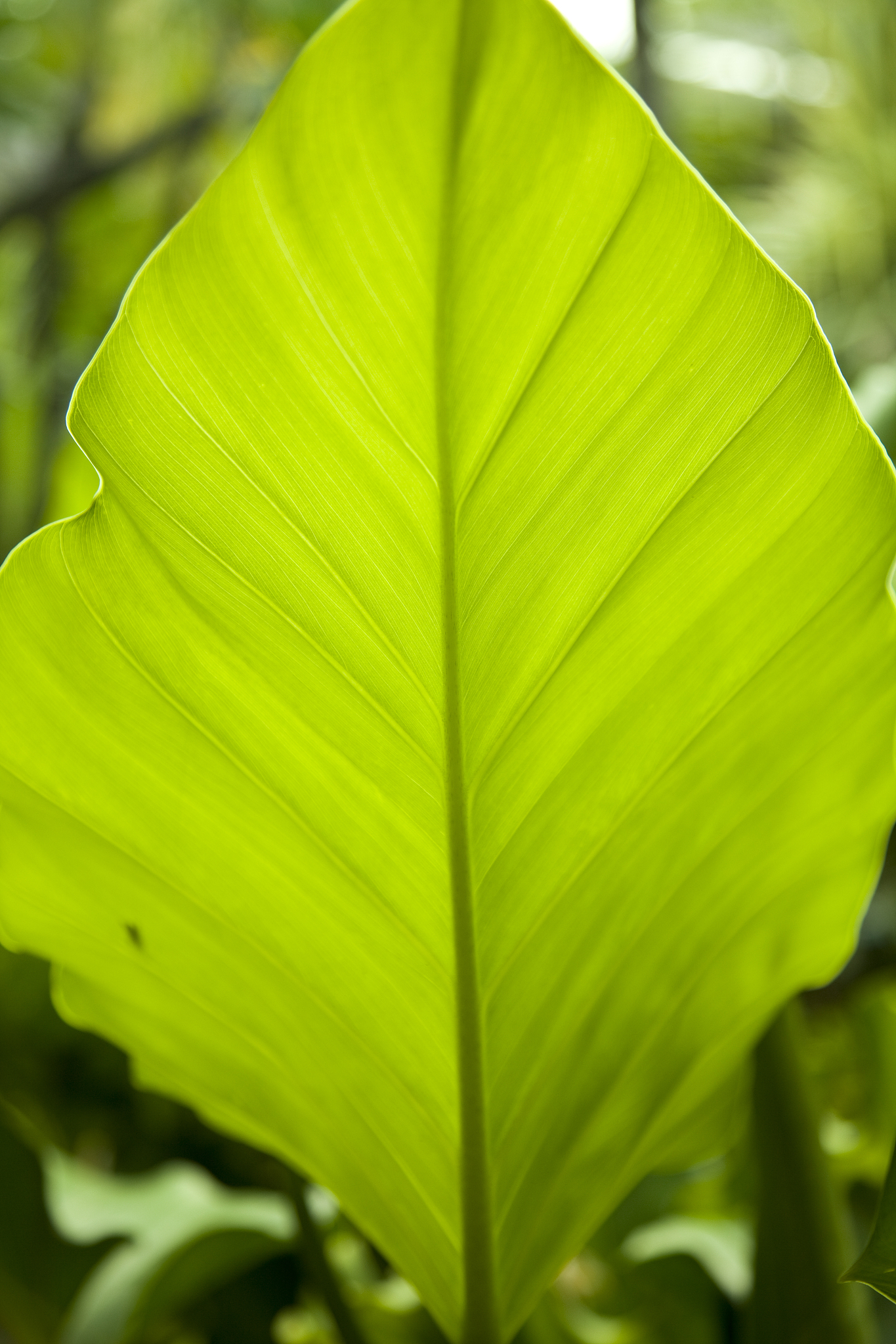 plant macro