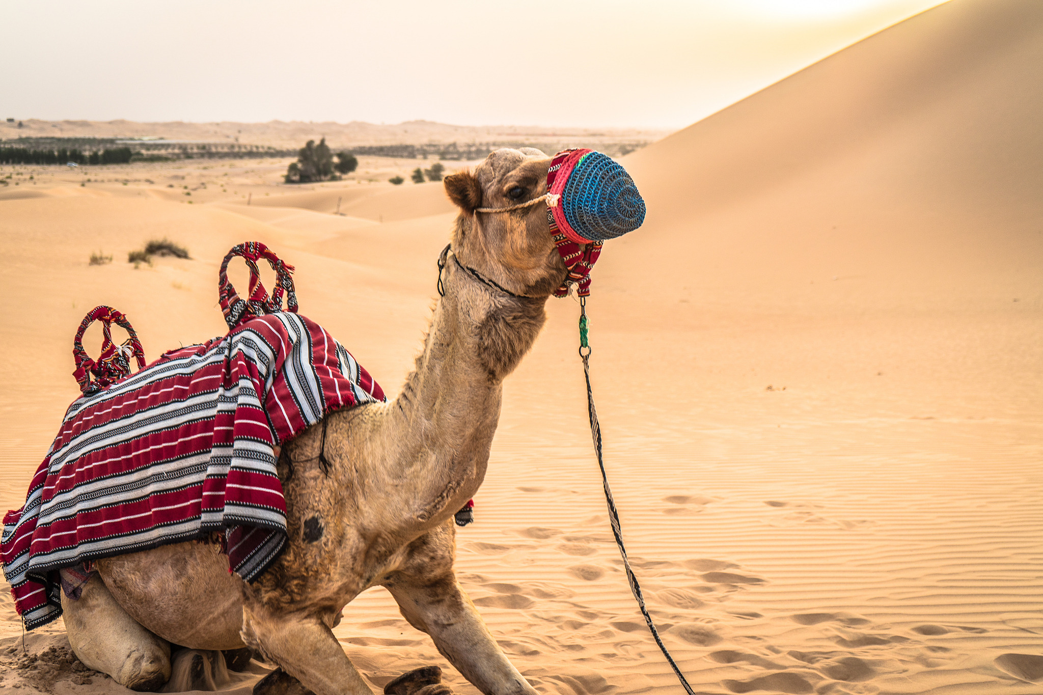 与骆驼对话：沙漠旅行的奇妙旅程