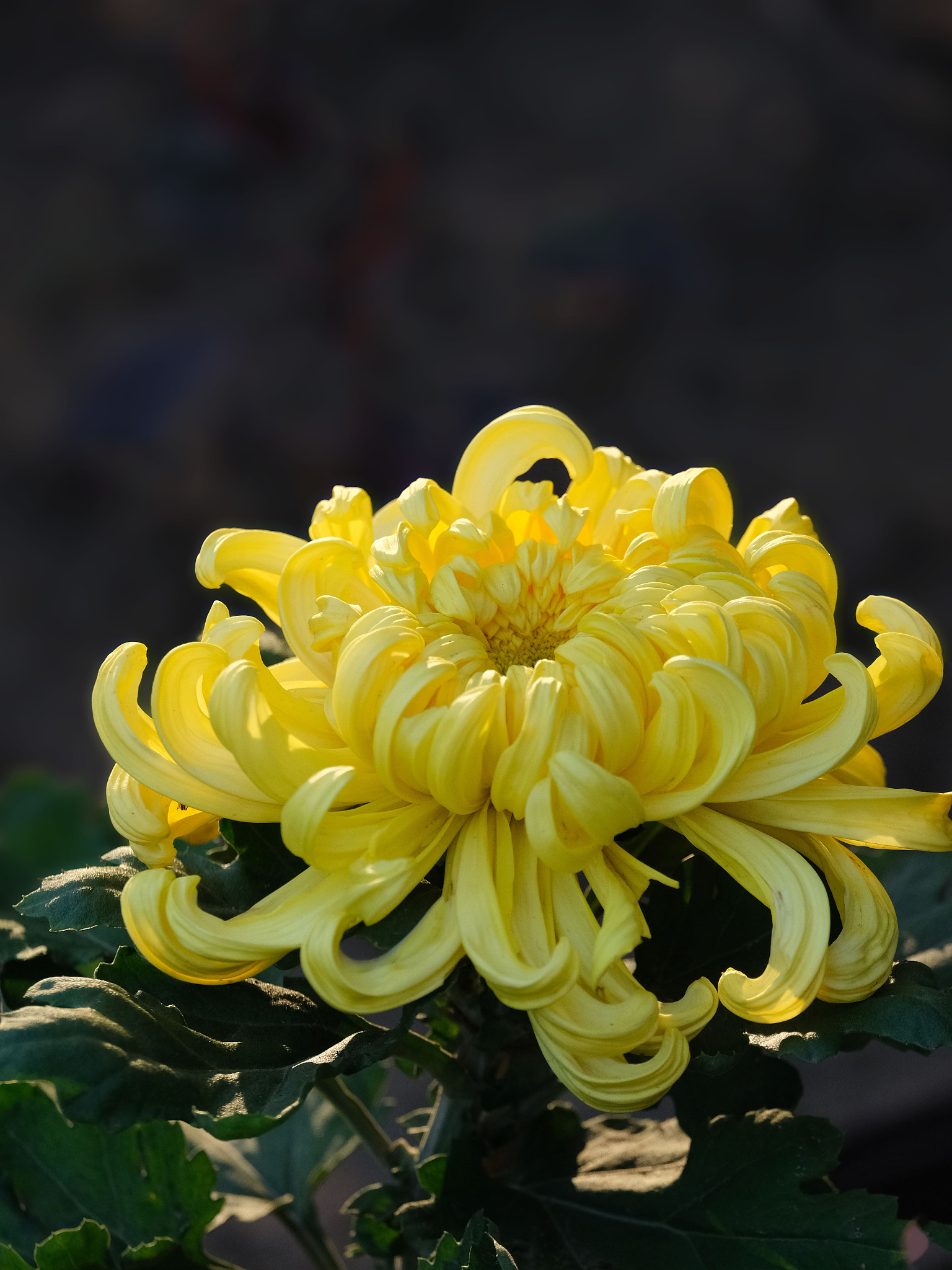 重阳节：起源、习俗和现代庆祝方式