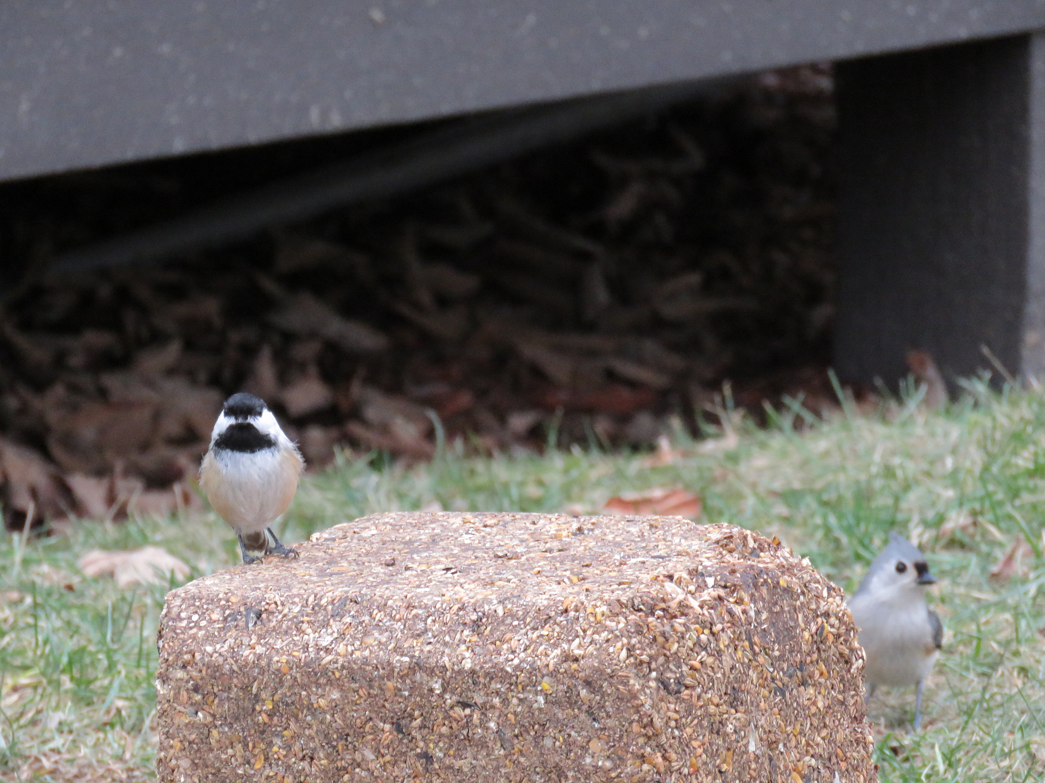 一只小鸟请你写一篇100字的短文描述你一天的生活。