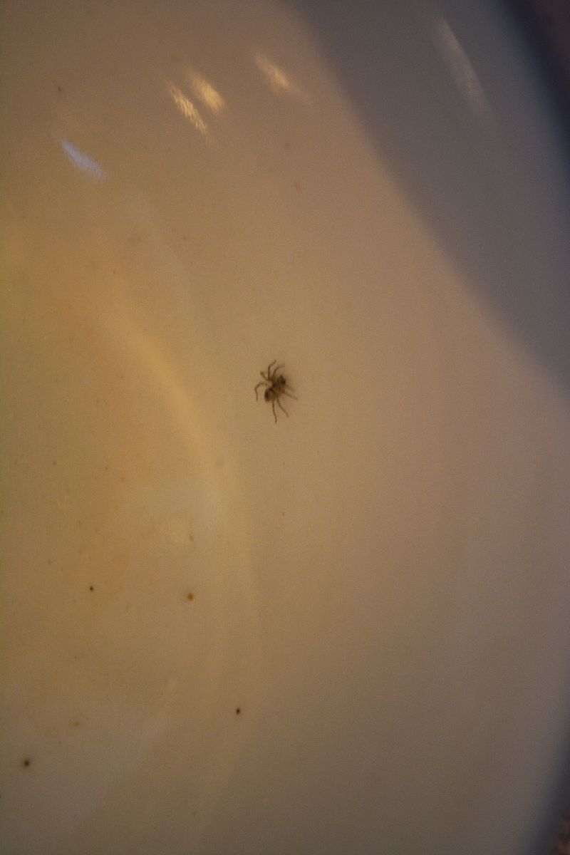 我从海南回来在那边可能被那边的小黑虫咬了到现在已经有二十多天了 回来好像越来越严重了