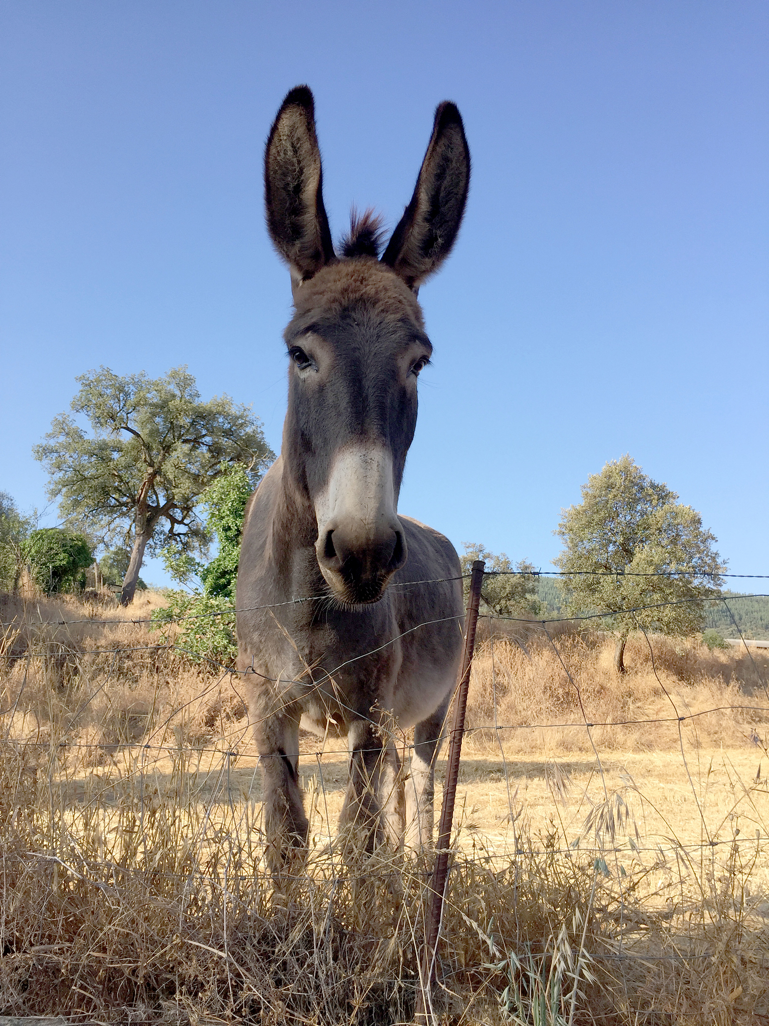 curious brown donkey in summer meadow of andalusia